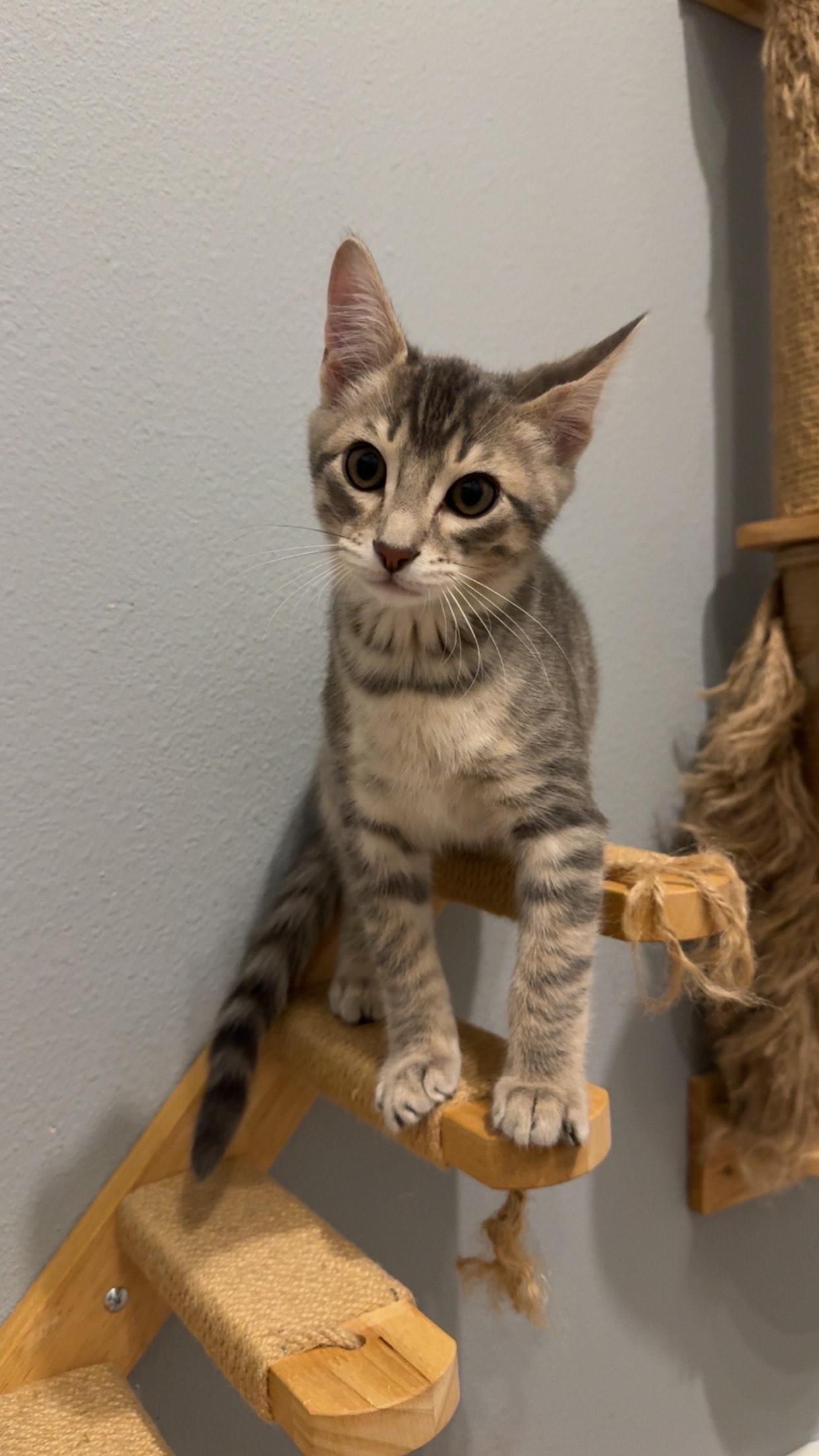 Olympia, a Adoptable Domestic Short Hair in Rochester, WA image 1/5