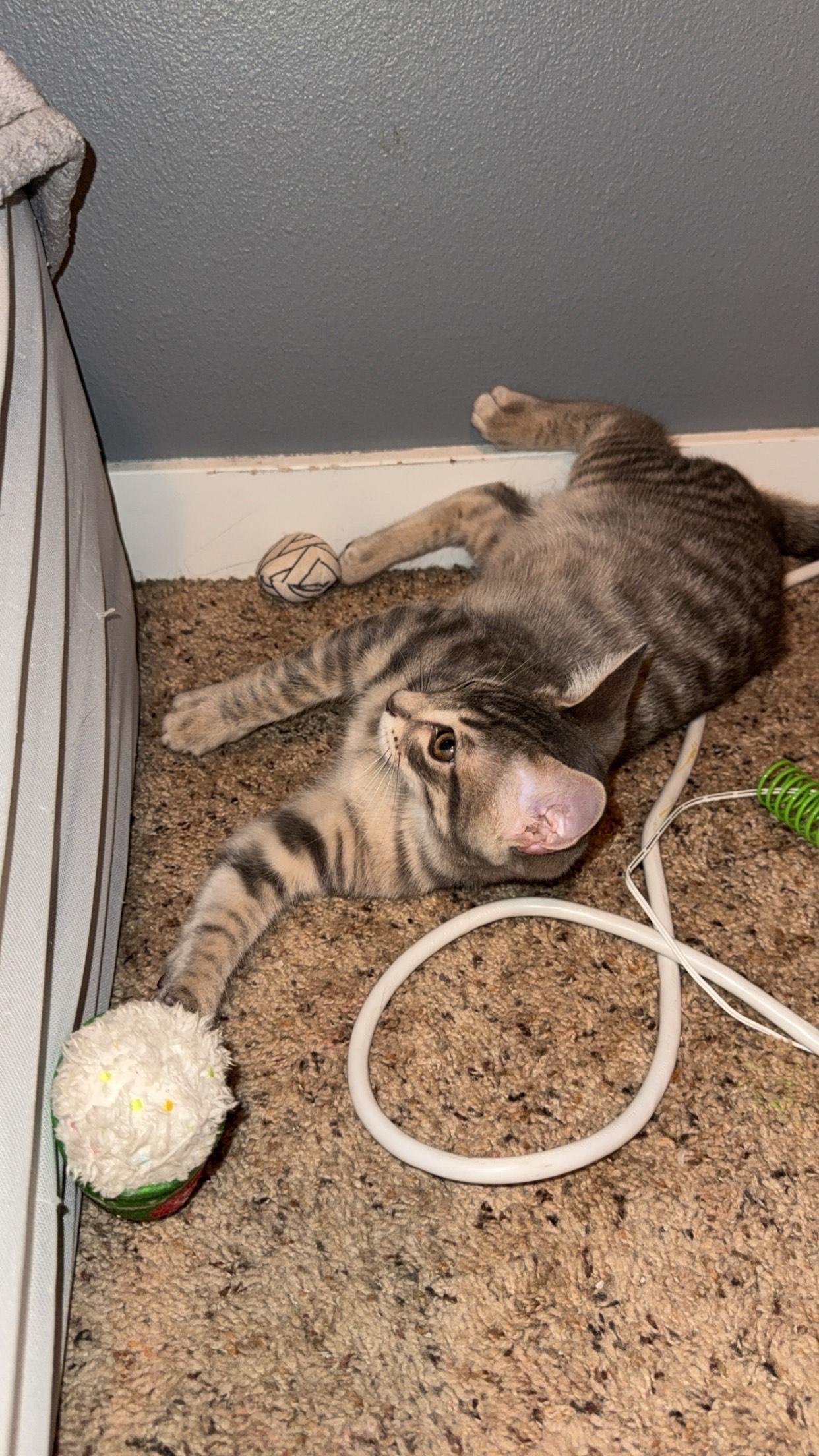 Olympia, a Adoptable Domestic Short Hair in Rochester, WA image 2/5