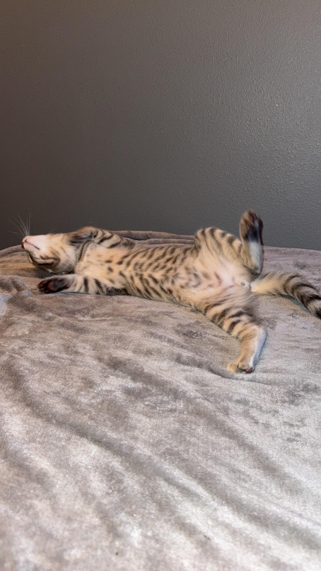 Olympia, a Adoptable Domestic Short Hair in Rochester, WA image 3/5