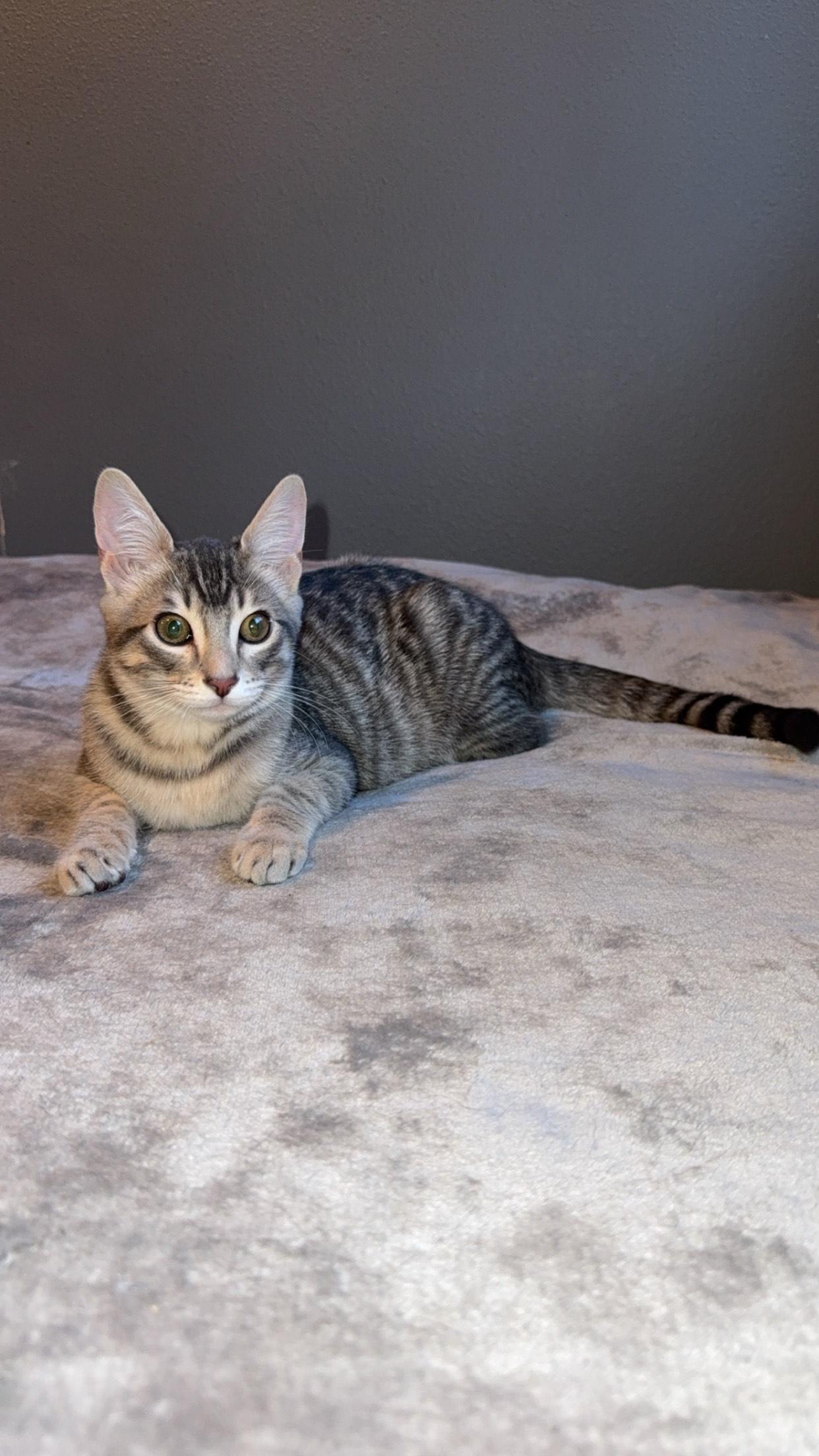 Olympia, a Adoptable Domestic Short Hair in Rochester, WA image 4/5