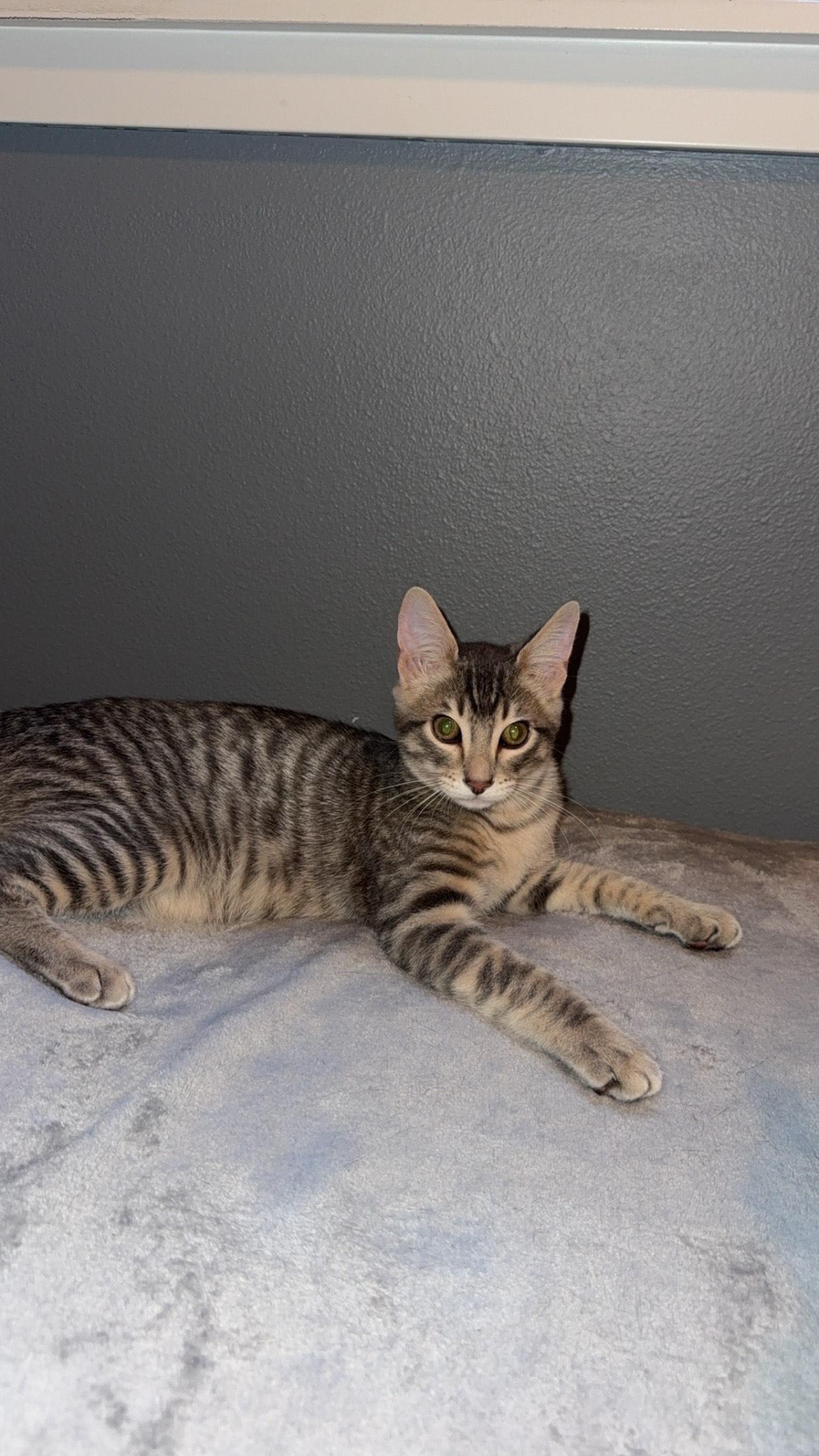 Olympia, a Adoptable Domestic Short Hair in Rochester, WA image 5/5