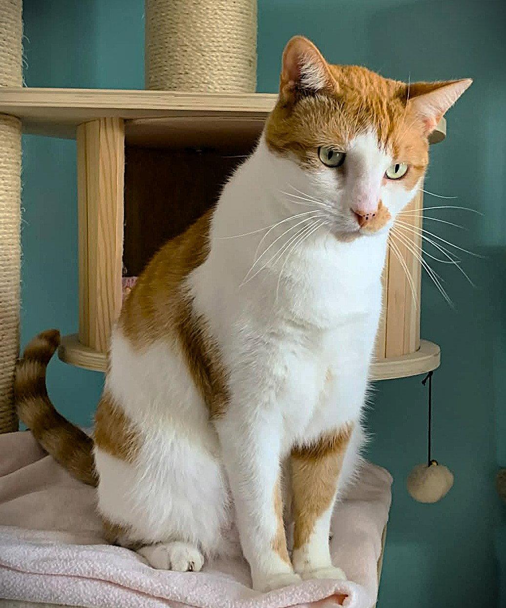Boy George, Adopted, Young Male Domestic Short Hair.
