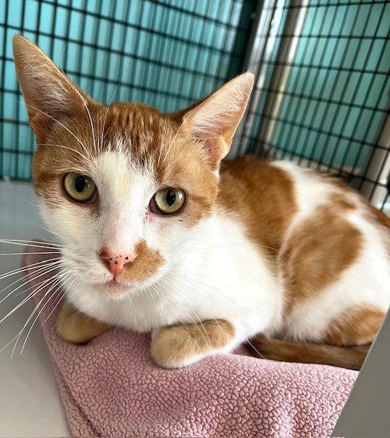 Enlarge Boy George, a Adopted Domestic Short Hair in Seal Beach, CA image 2/3