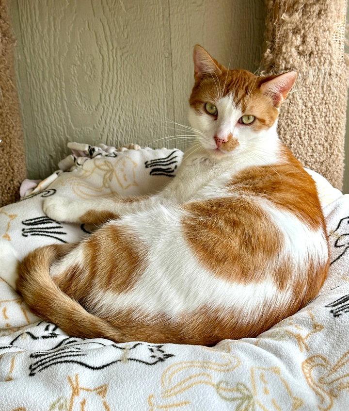Enlarge Boy George, a Adopted Domestic Short Hair in Seal Beach, CA image 3/3