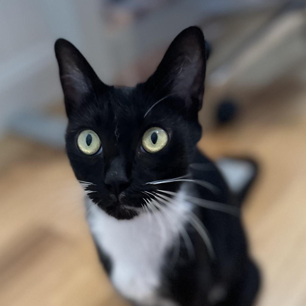 Enlarge Sneakers, a Adoptable Domestic Short Hair in Pleasanton, CA image 1/1