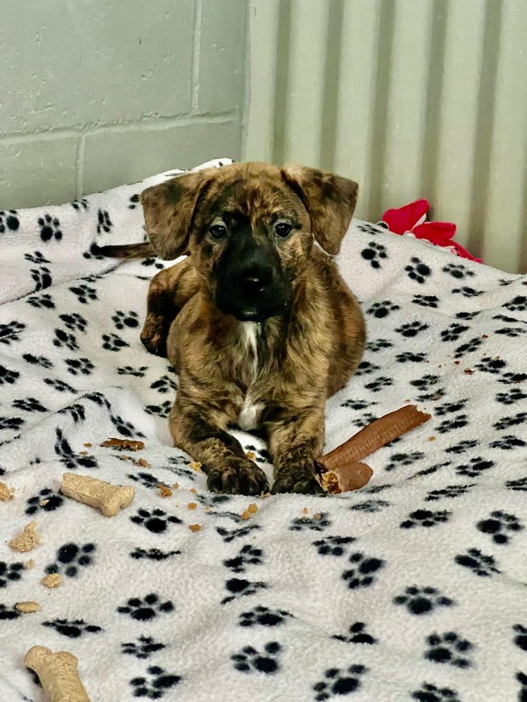 Enlarge Candy, a Adoptable mixed breed in Valparaiso, IN image 1/2