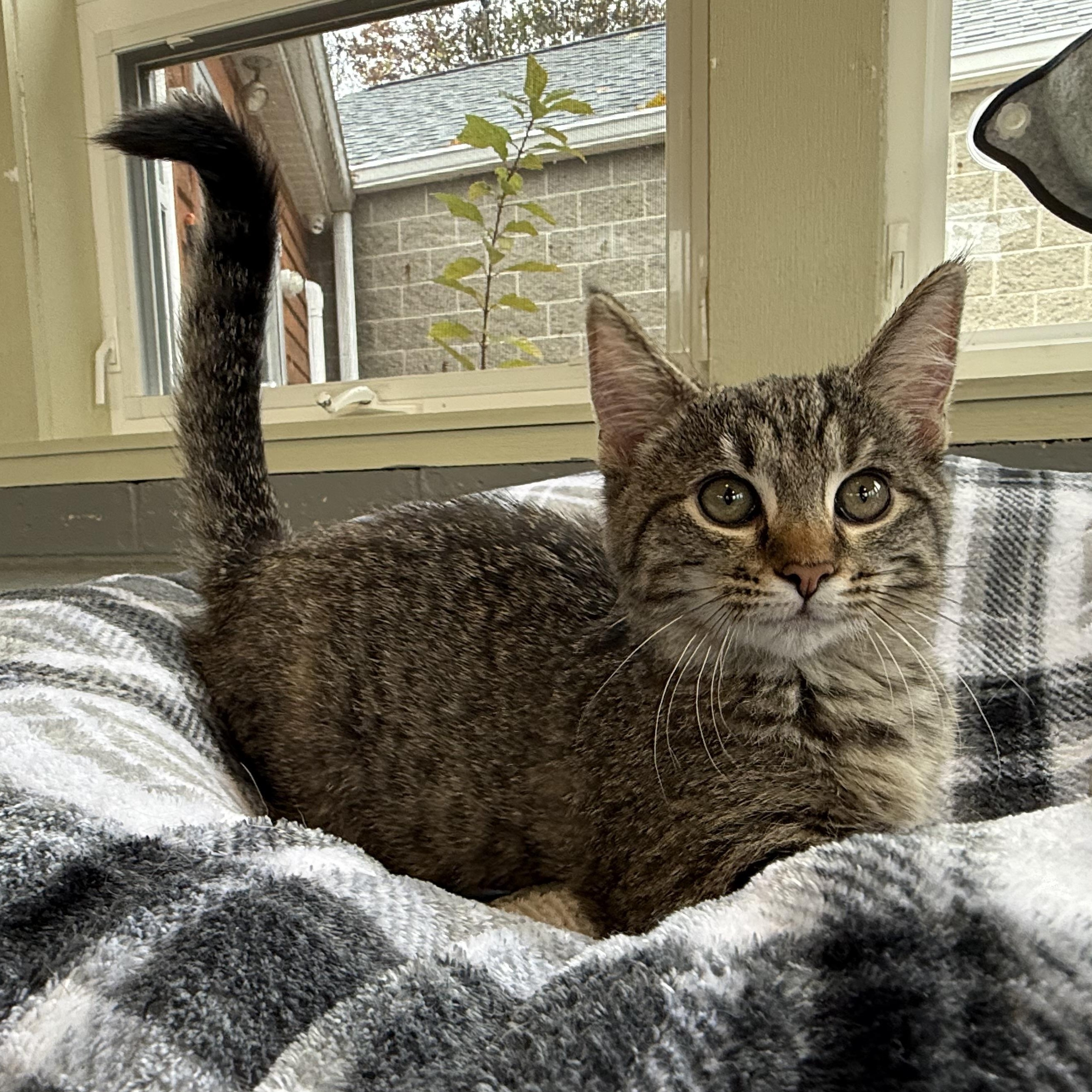 Cheetara, adoptable, Kitten Female Domestic Short Hair.