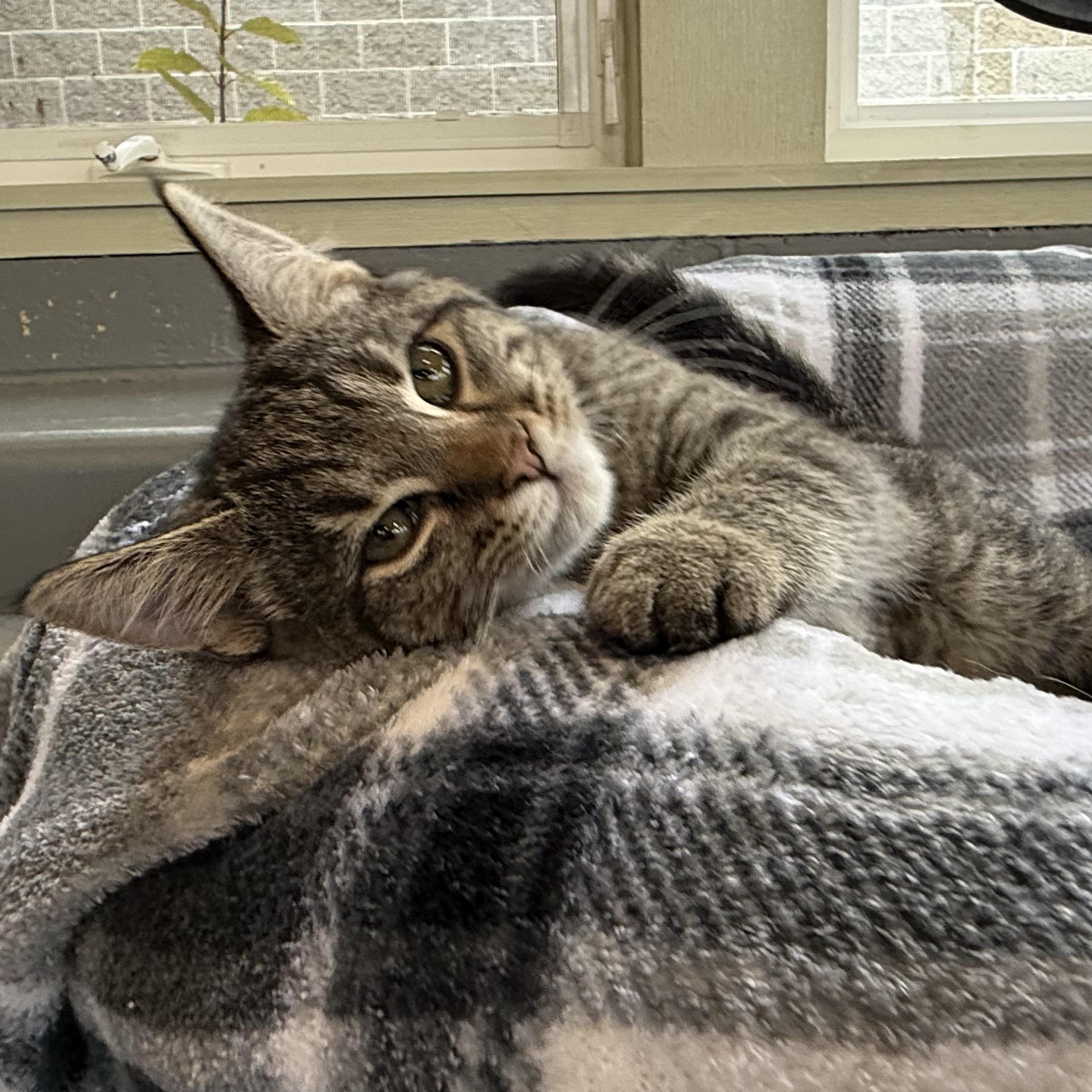 Enlarge Cheetara, an adoptable mixed breed in Latrobe, PA image 3/6