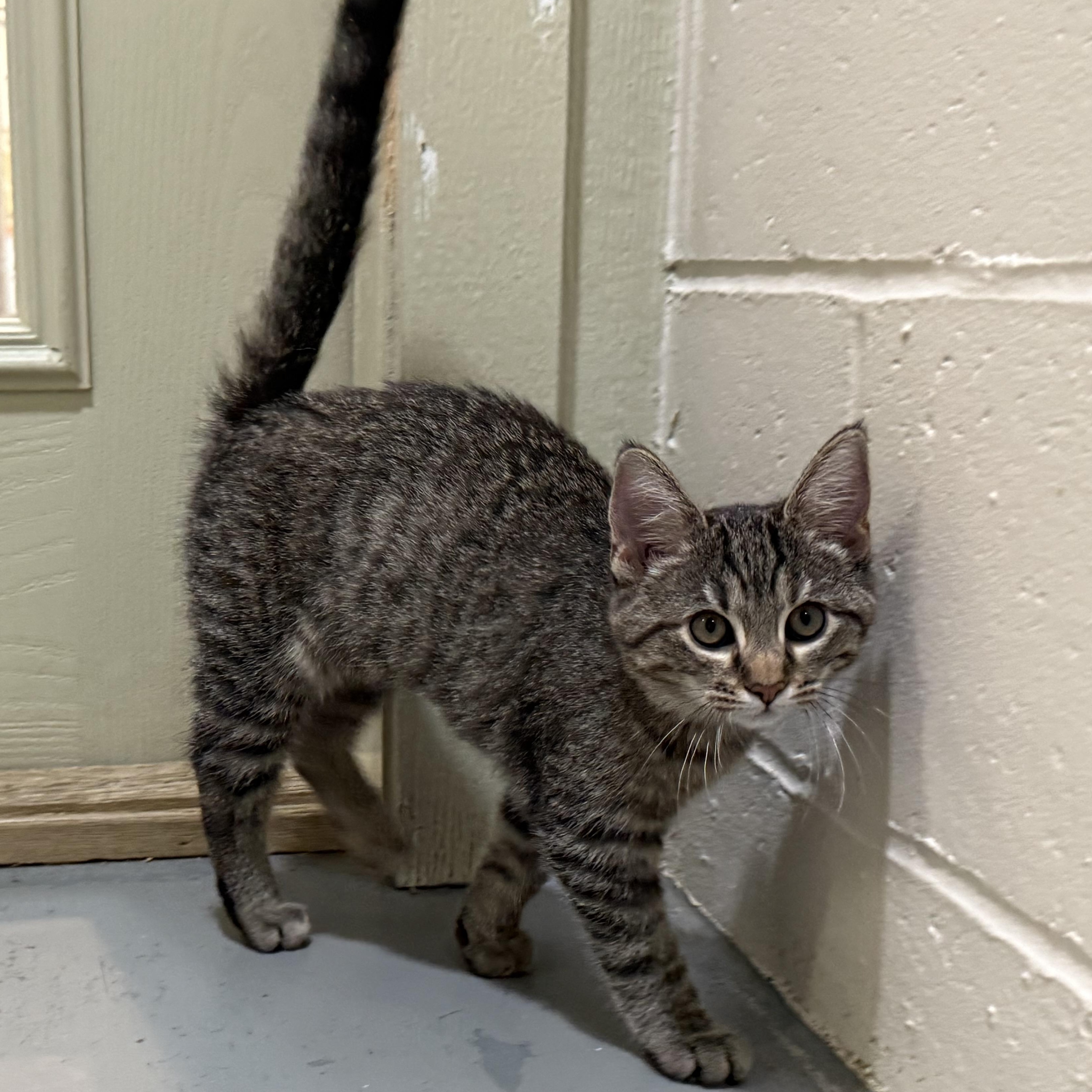 Enlarge Cheetara, an adoptable mixed breed in Latrobe, PA image 4/6