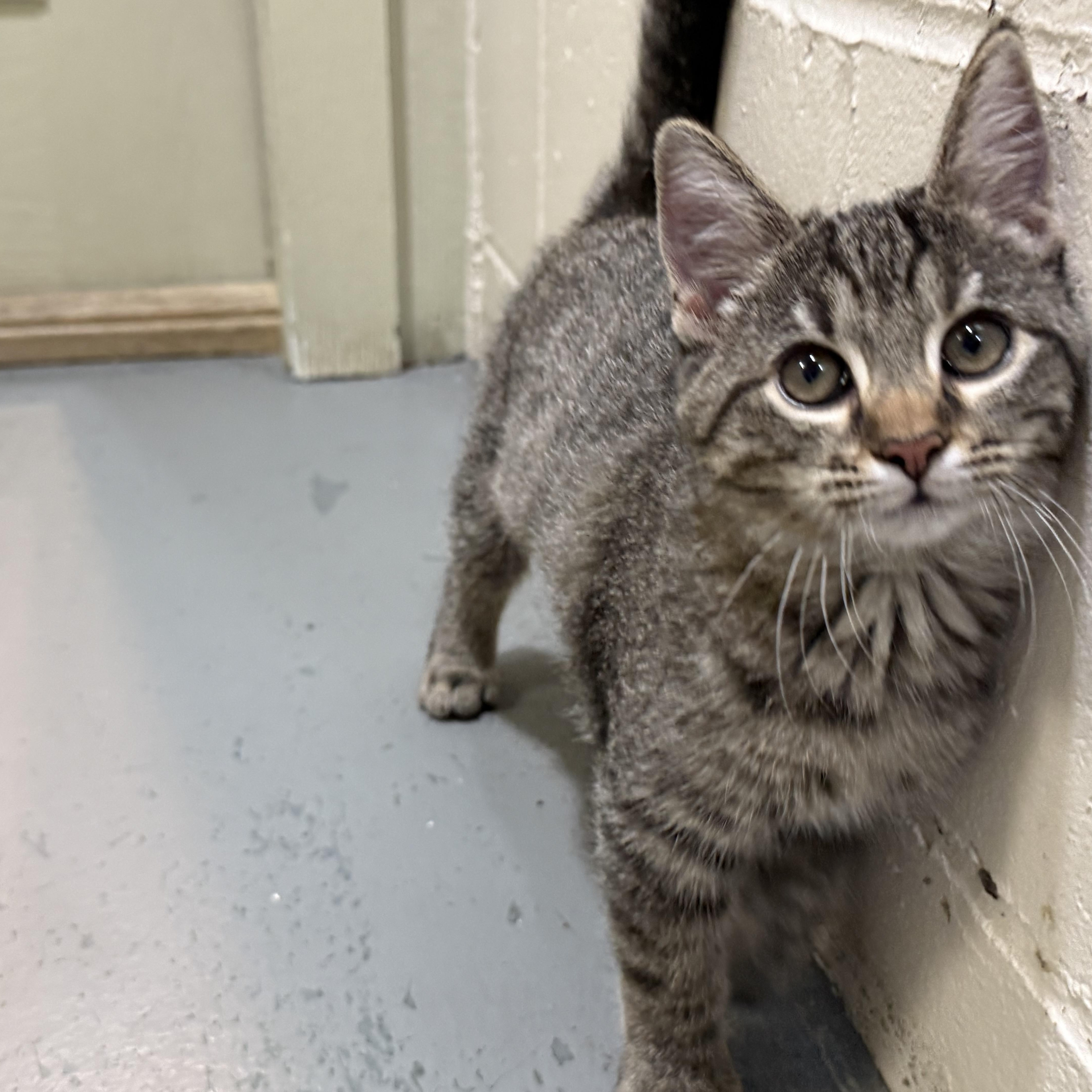 Enlarge Cheetara, an adoptable mixed breed in Latrobe, PA image 6/6