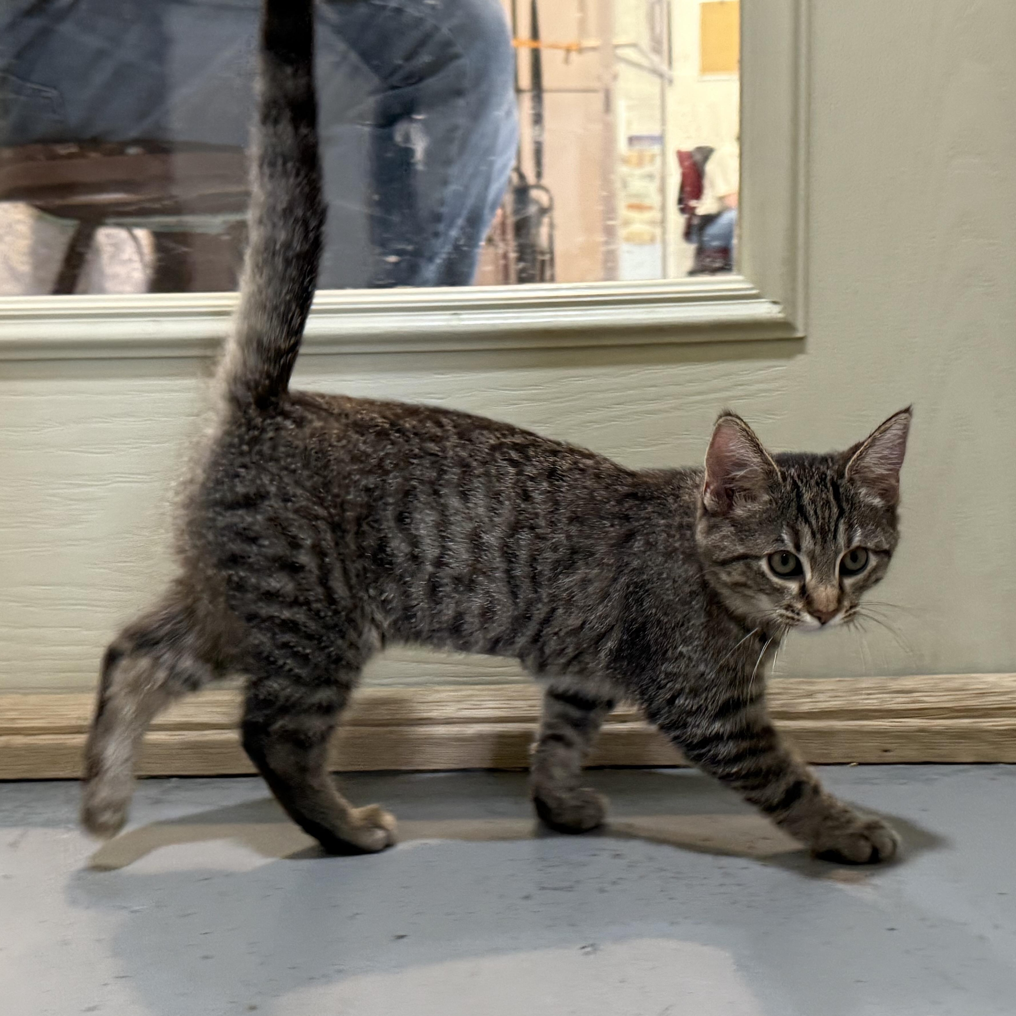 Enlarge Cheetara, an adoptable mixed breed in Latrobe, PA image 5/6