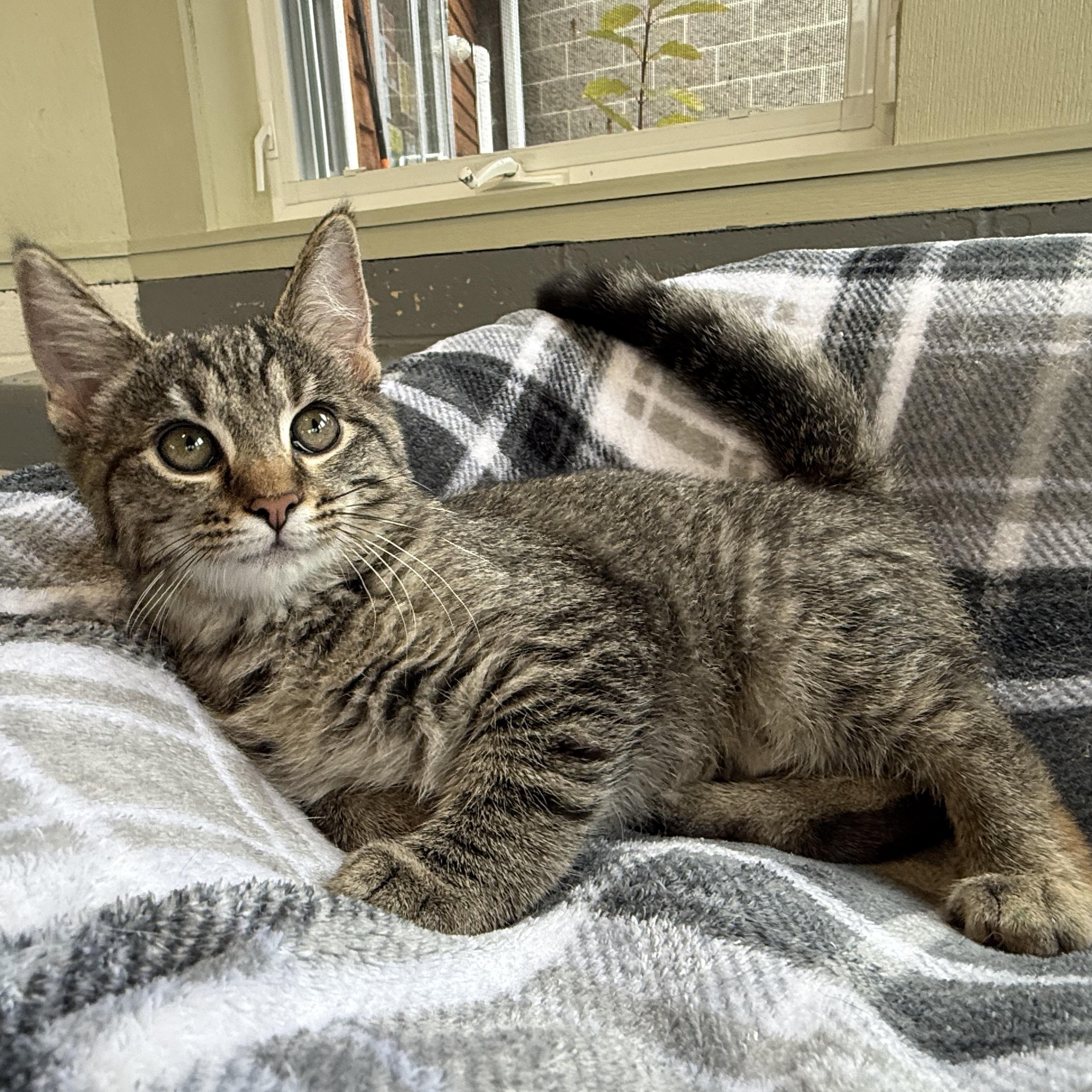 Enlarge Cheetara, an adoptable mixed breed in Latrobe, PA image 2/6