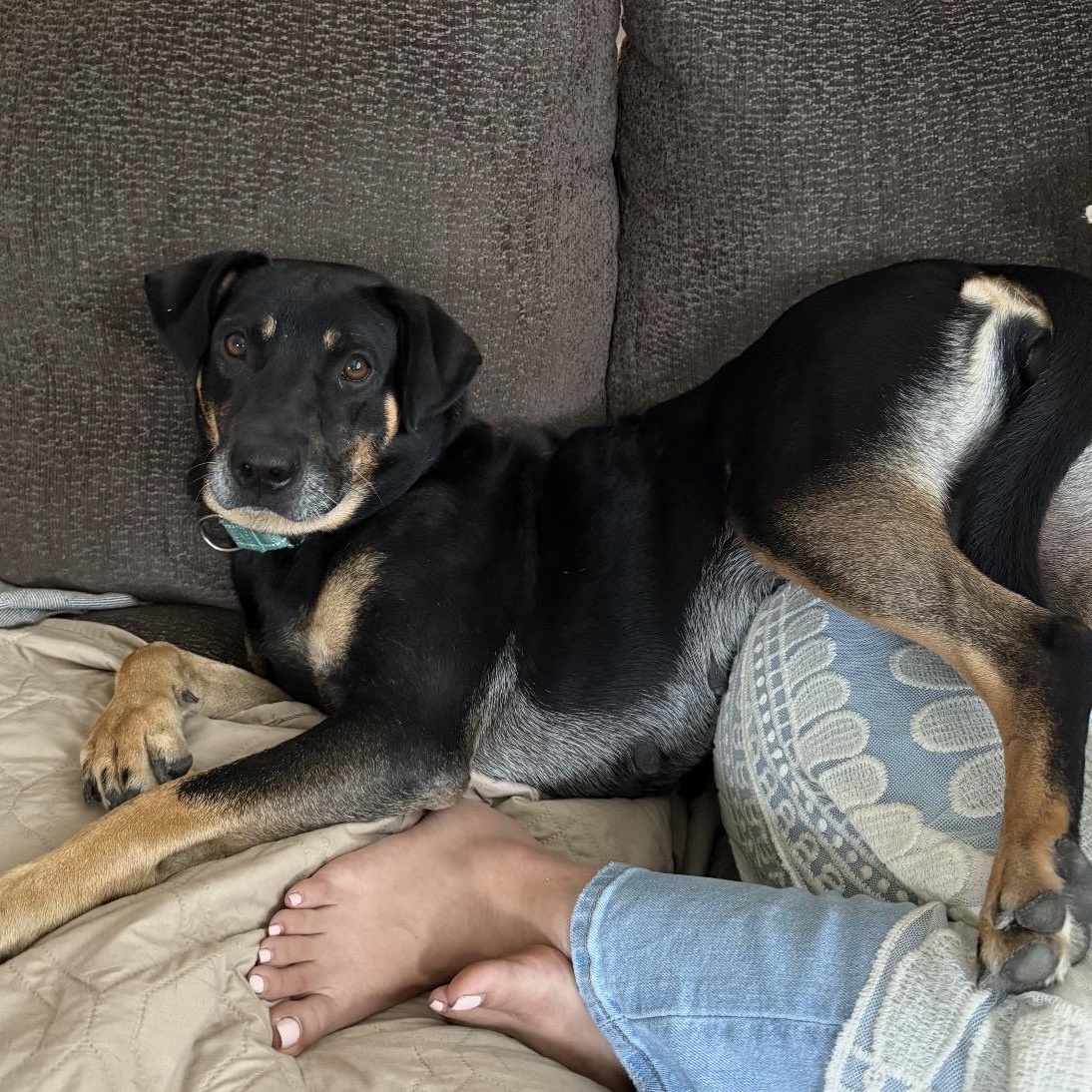 Amelia, a ADOPTABLE mixed breed in Calabash, NC image 3/5