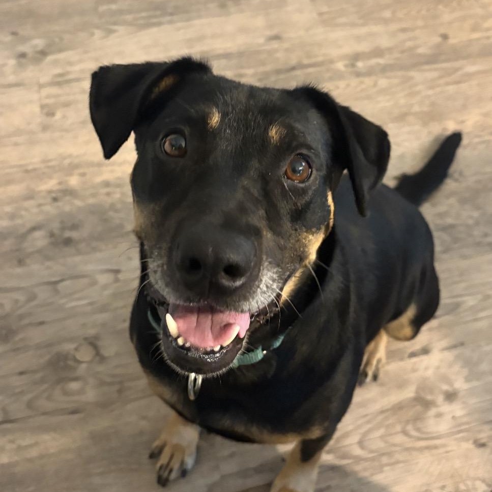Amelia, ADOPTABLE, Adult Female Shepherd & Rottweiler.