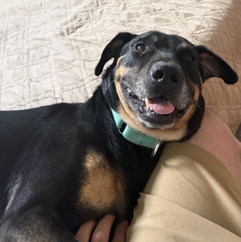 Amelia, a ADOPTABLE mixed breed in Calabash, NC image 4/5