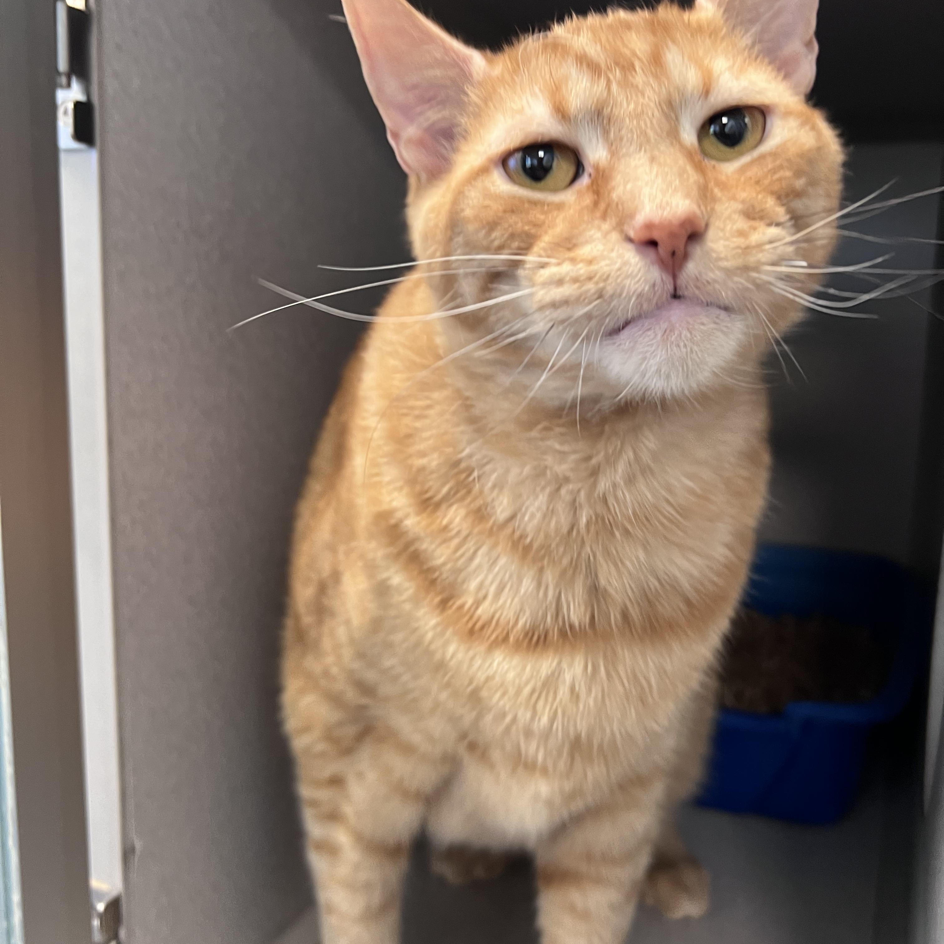 Kringle, a Adoptable Domestic Short Hair in Bear, DE image 2/4