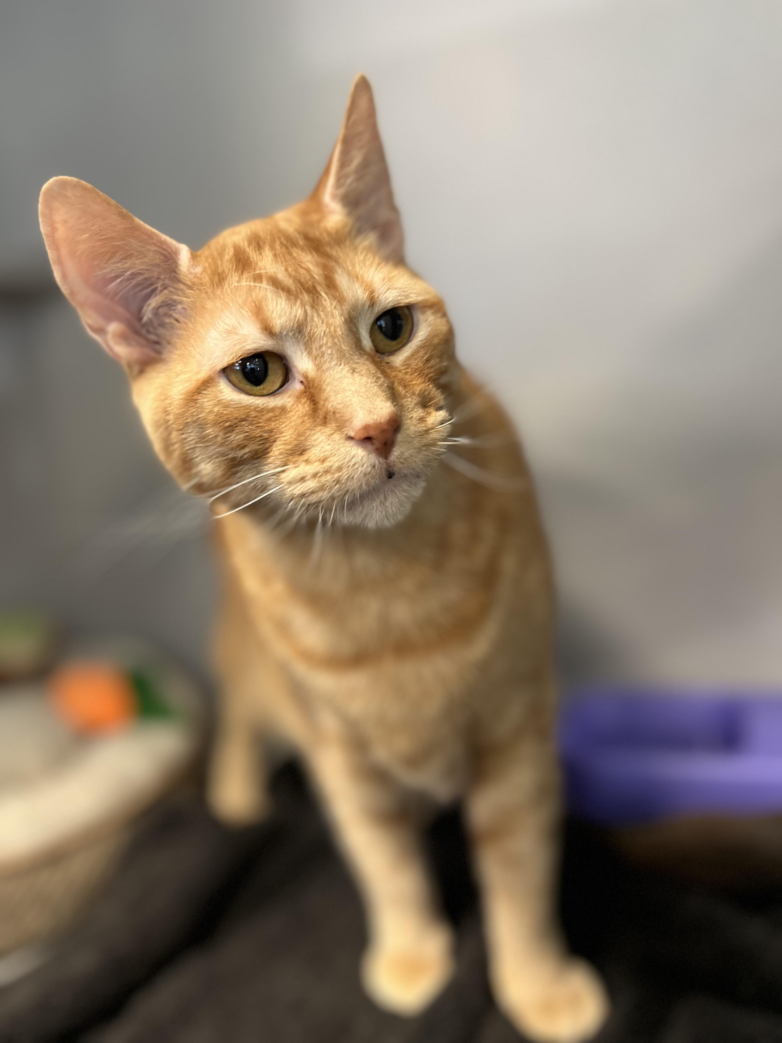 Kringle, a Adoptable Domestic Short Hair in Bear, DE image 4/4