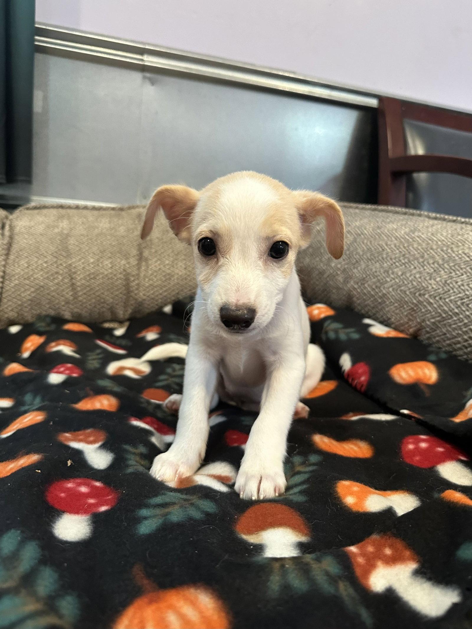 Enlarge Chamomile Jul 26 - An Annie Pup, a Adoptable Terrier in Pacolet, SC image 1/3