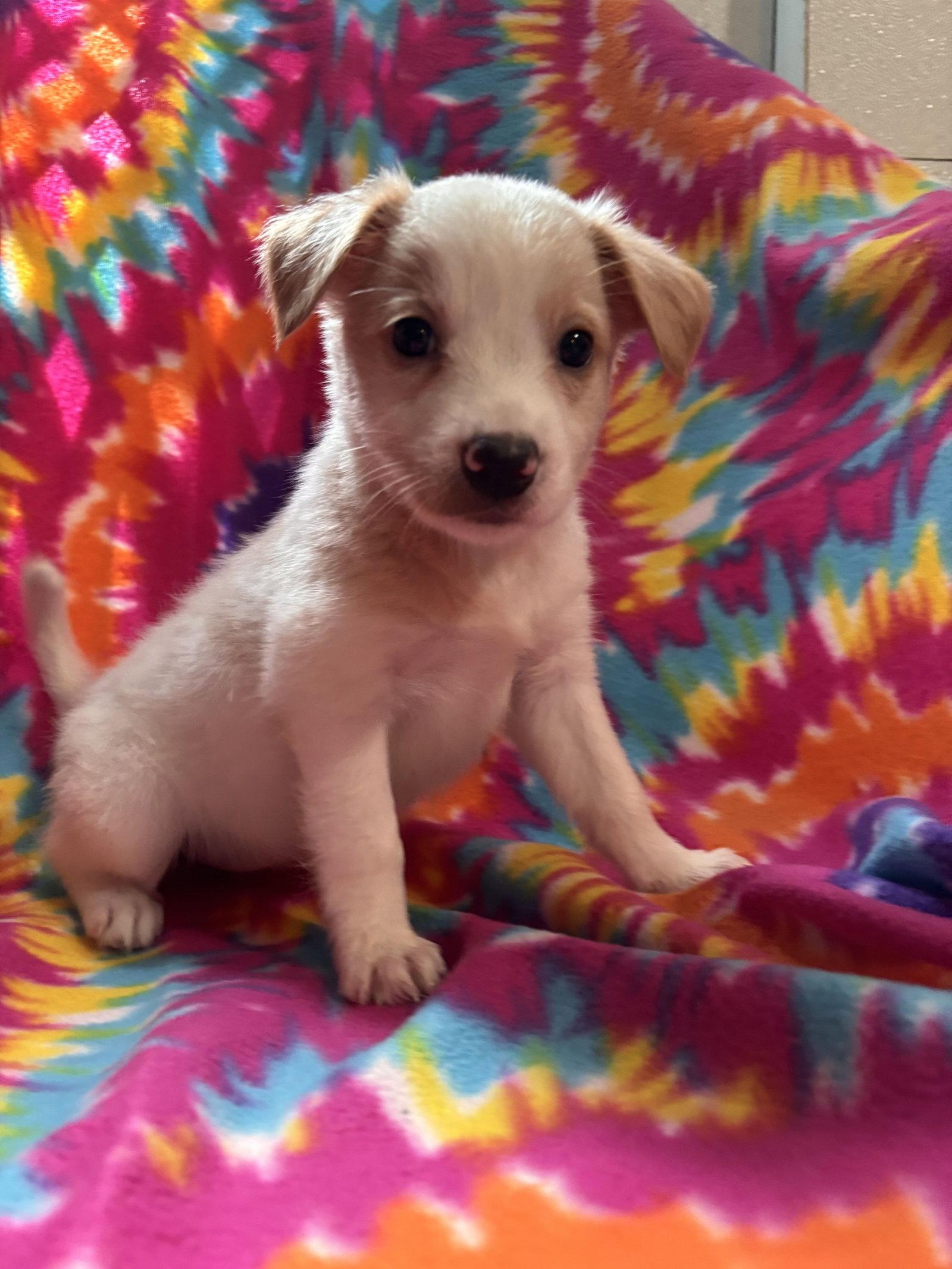 Enlarge Chamomile Jul 26 - An Annie Pup, a Adoptable Terrier in Pacolet, SC image 2/3