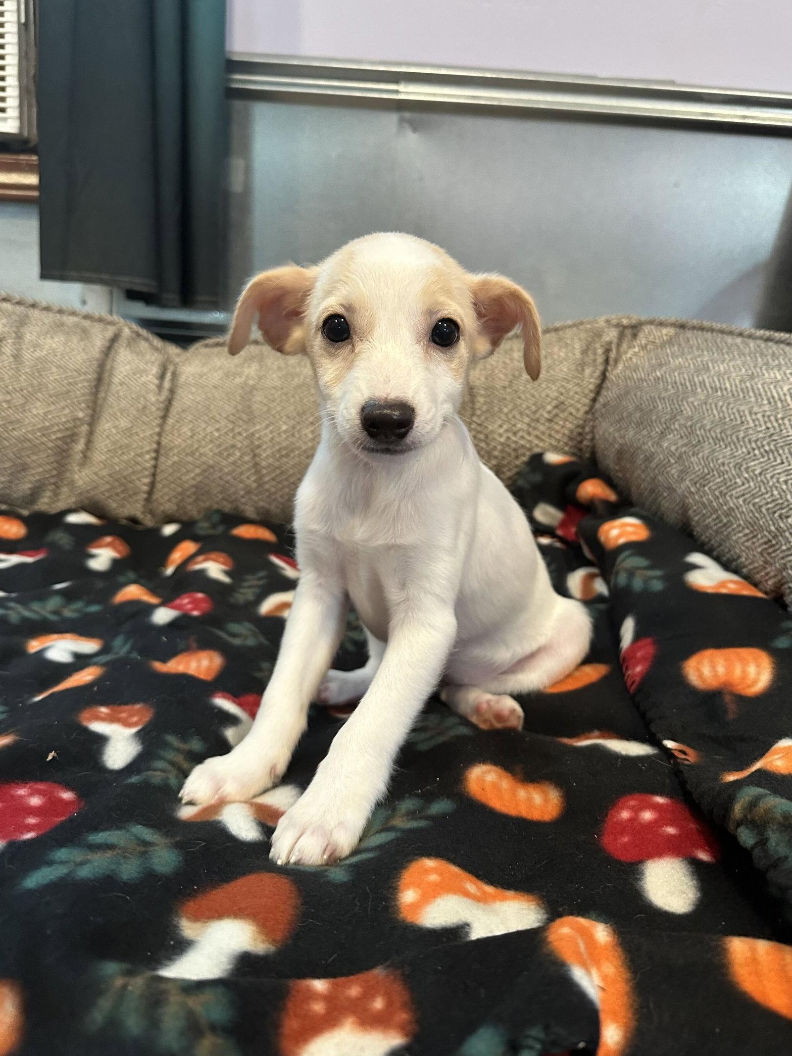 Enlarge Chamomile Jul 26 - An Annie Pup, a Adoptable Terrier in Pacolet, SC image 3/3