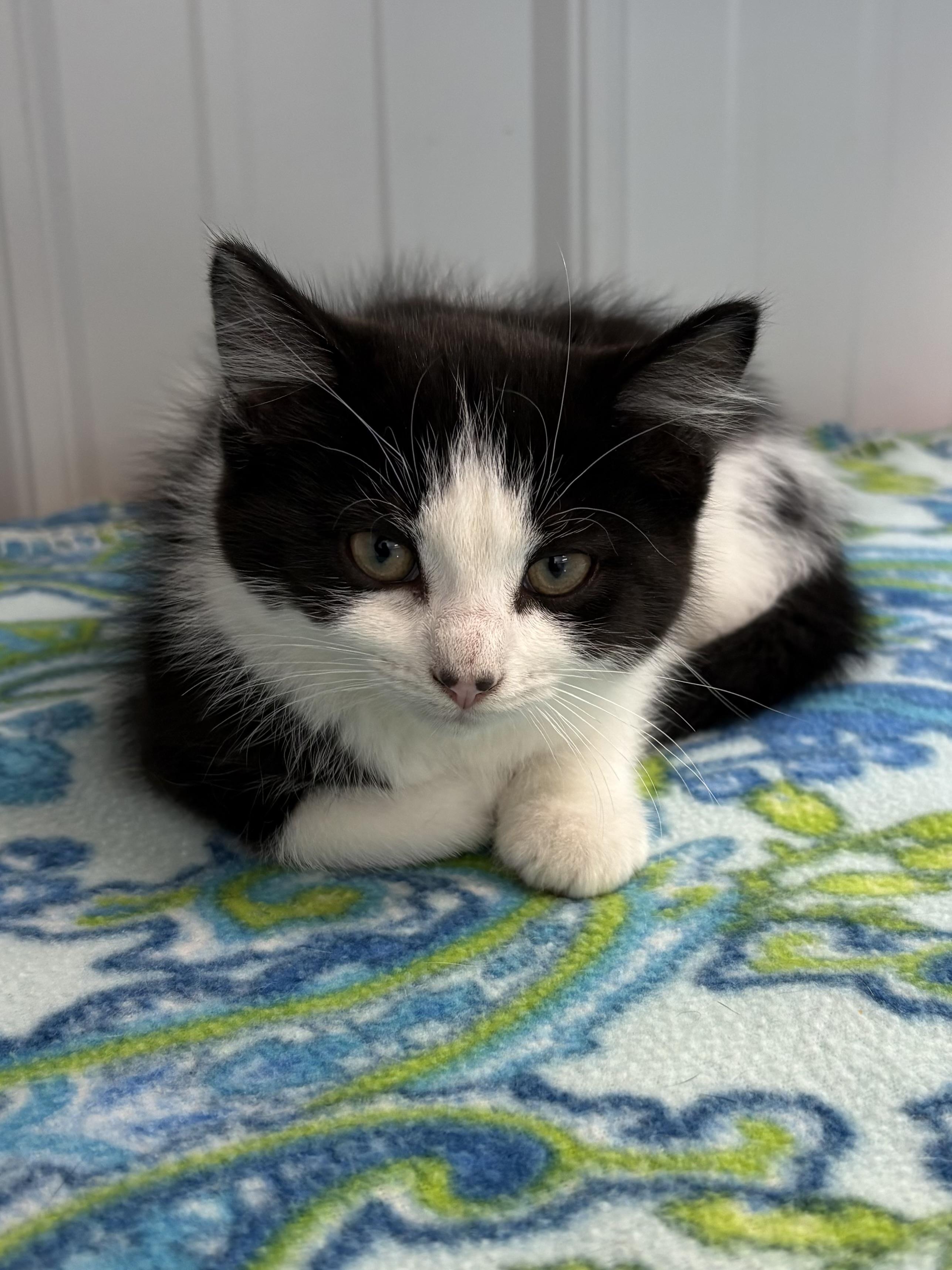 Enlarge Frodo, a ADOPTABLE Domestic Medium Hair in Big Rapids, MI image 2/2