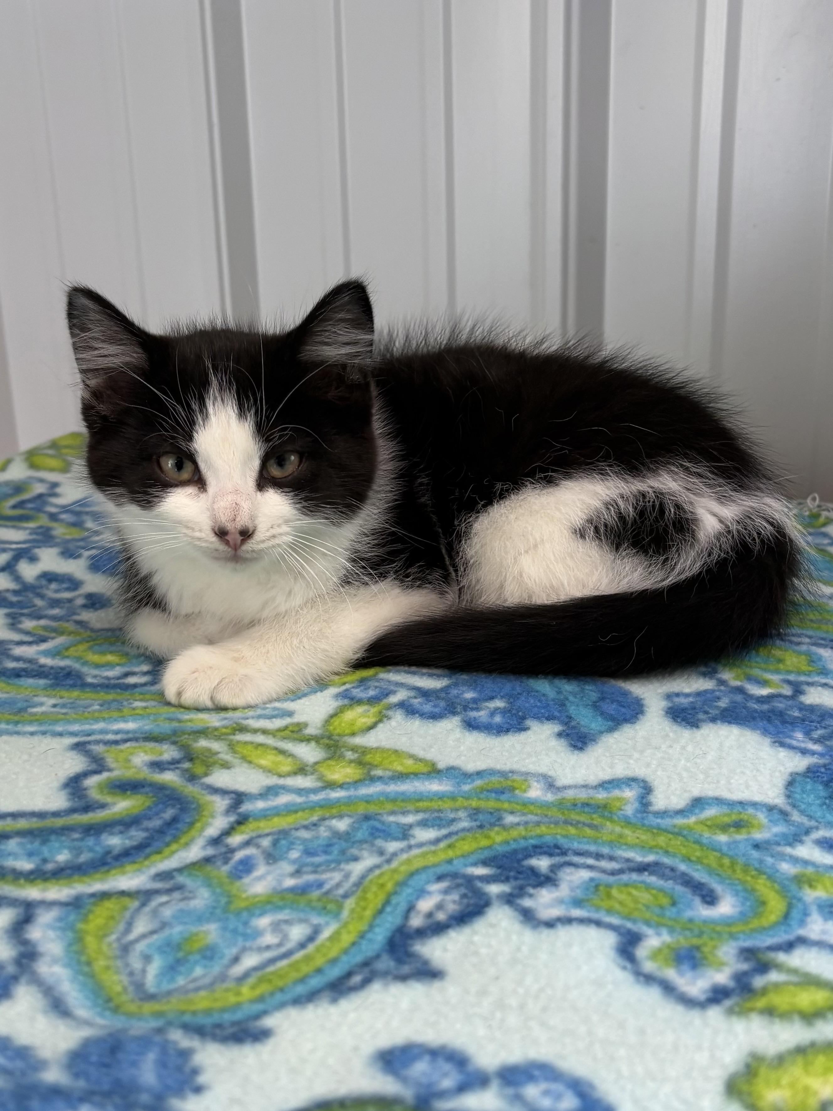 Frodo, ADOPTABLE, Kitten Male Domestic Medium Hair.