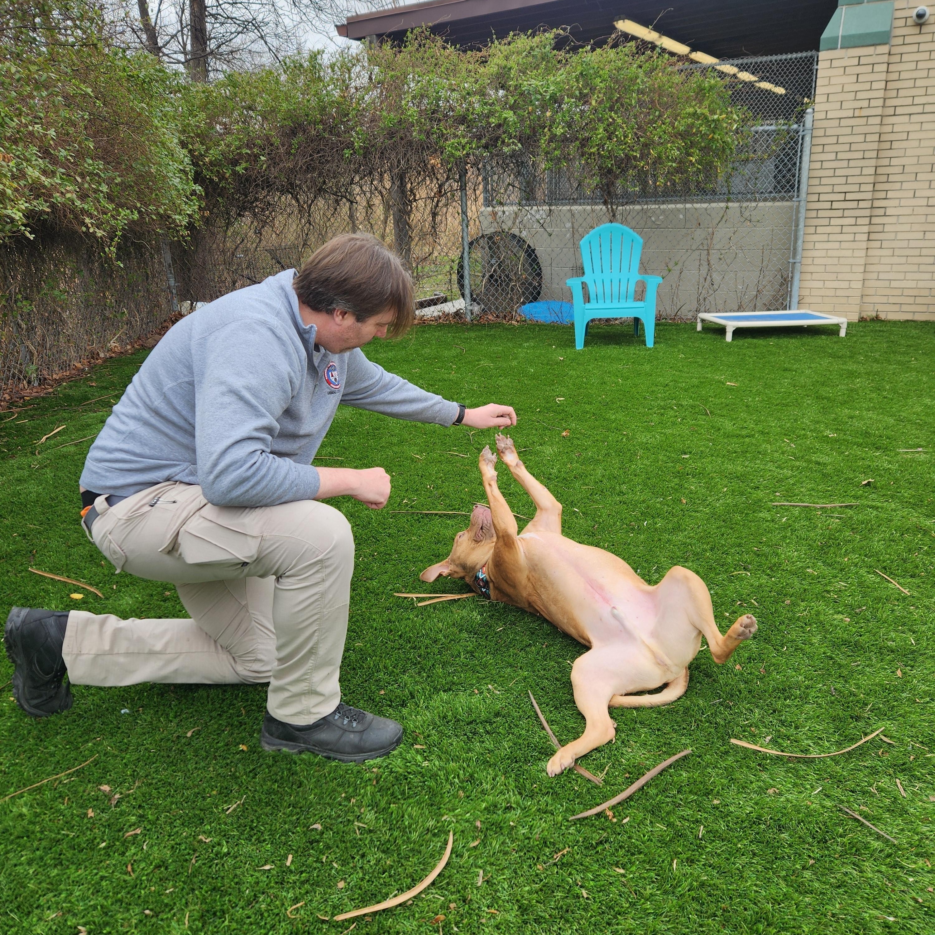 Enlarge Graham, a Adoptable mixed breed in Sewaren, NJ image 5/5