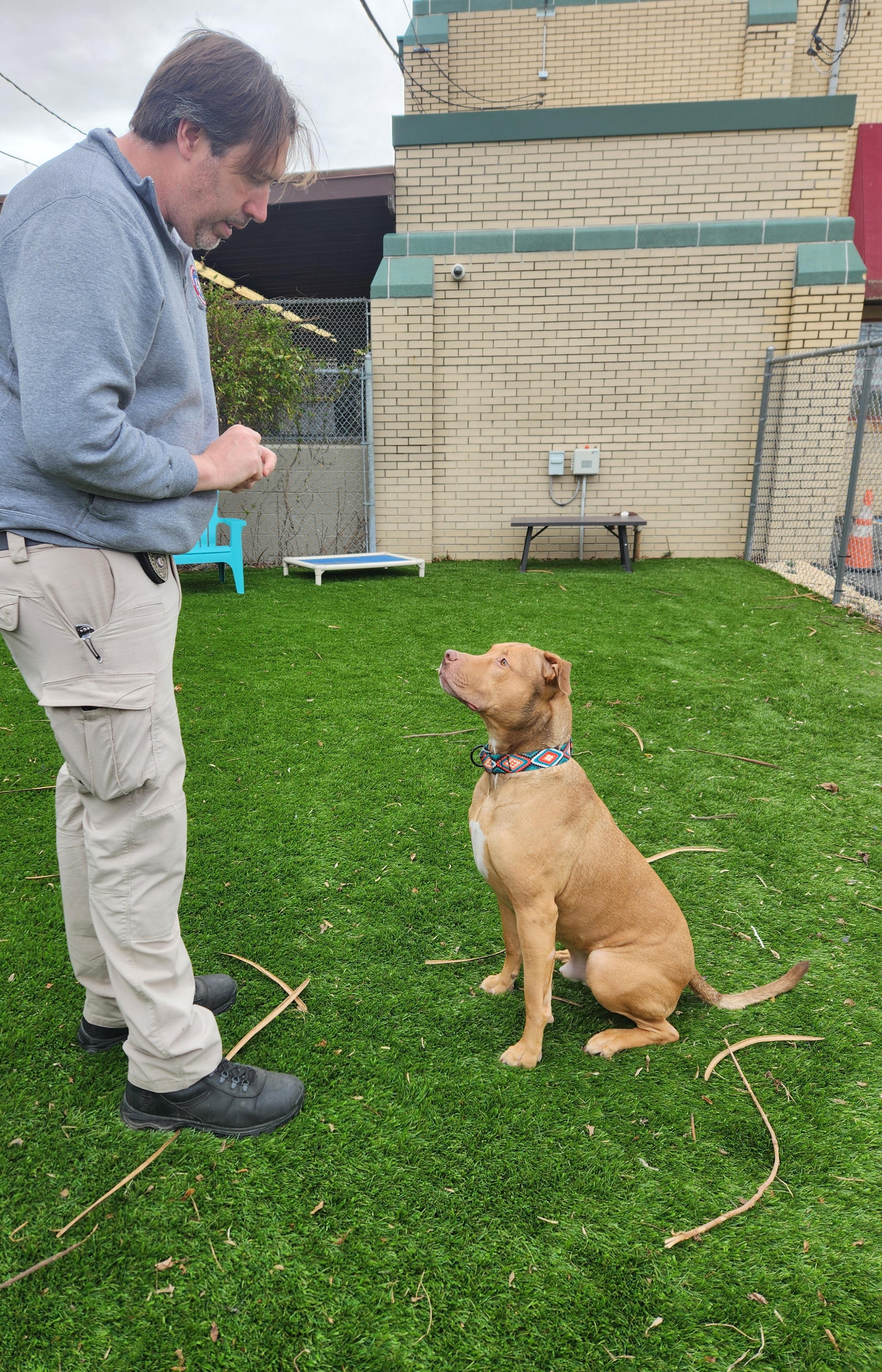 Enlarge Graham, a Adoptable mixed breed in Sewaren, NJ image 2/5