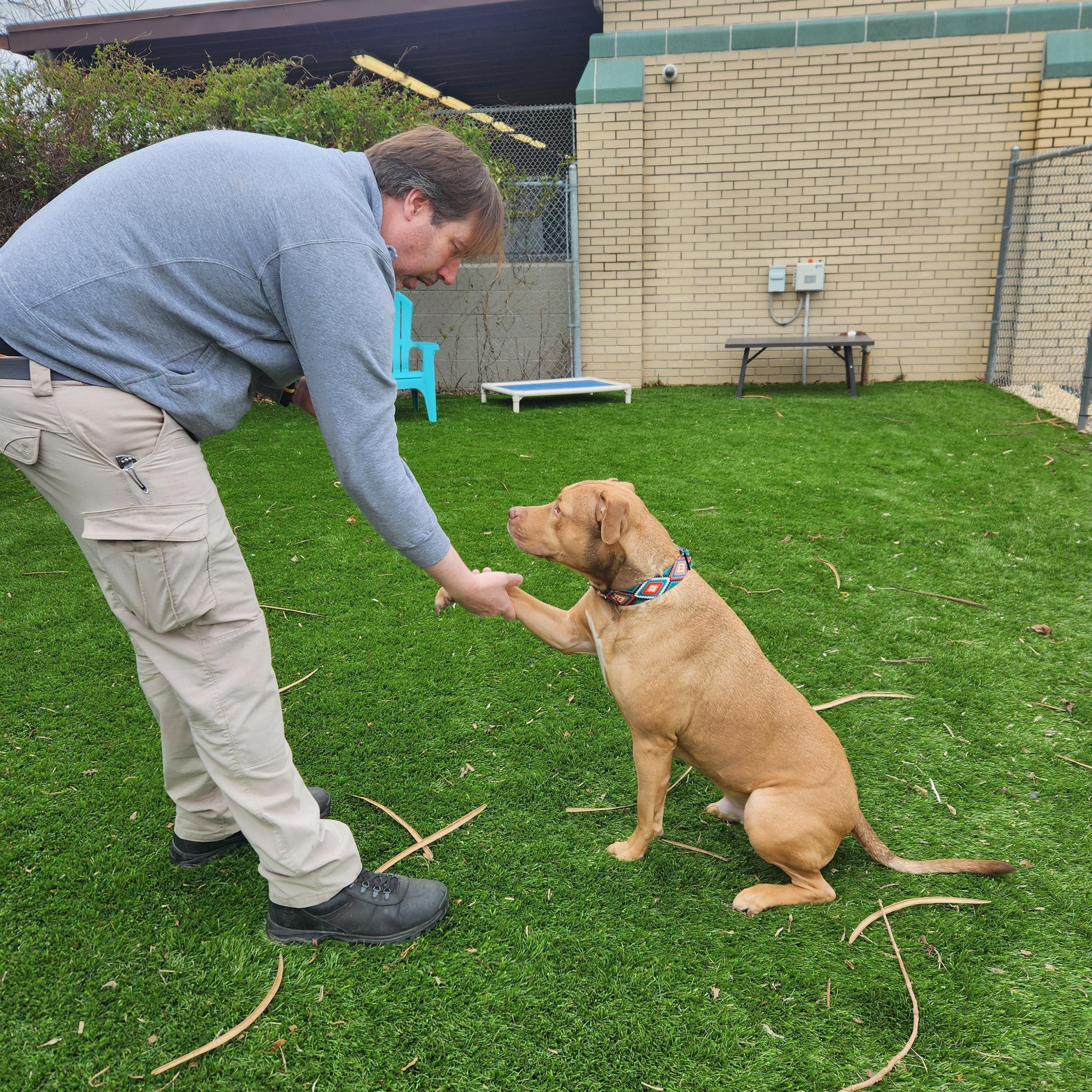 Enlarge Graham, a Adoptable mixed breed in Sewaren, NJ image 4/5
