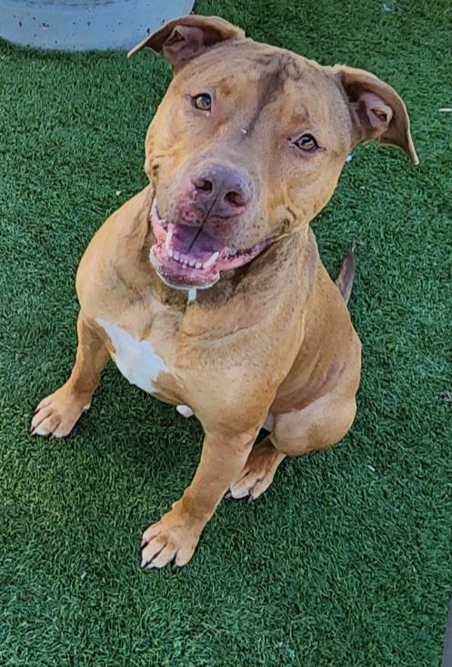 Graham, Adoptable, Adult Male Terrier & Labrador Retriever.