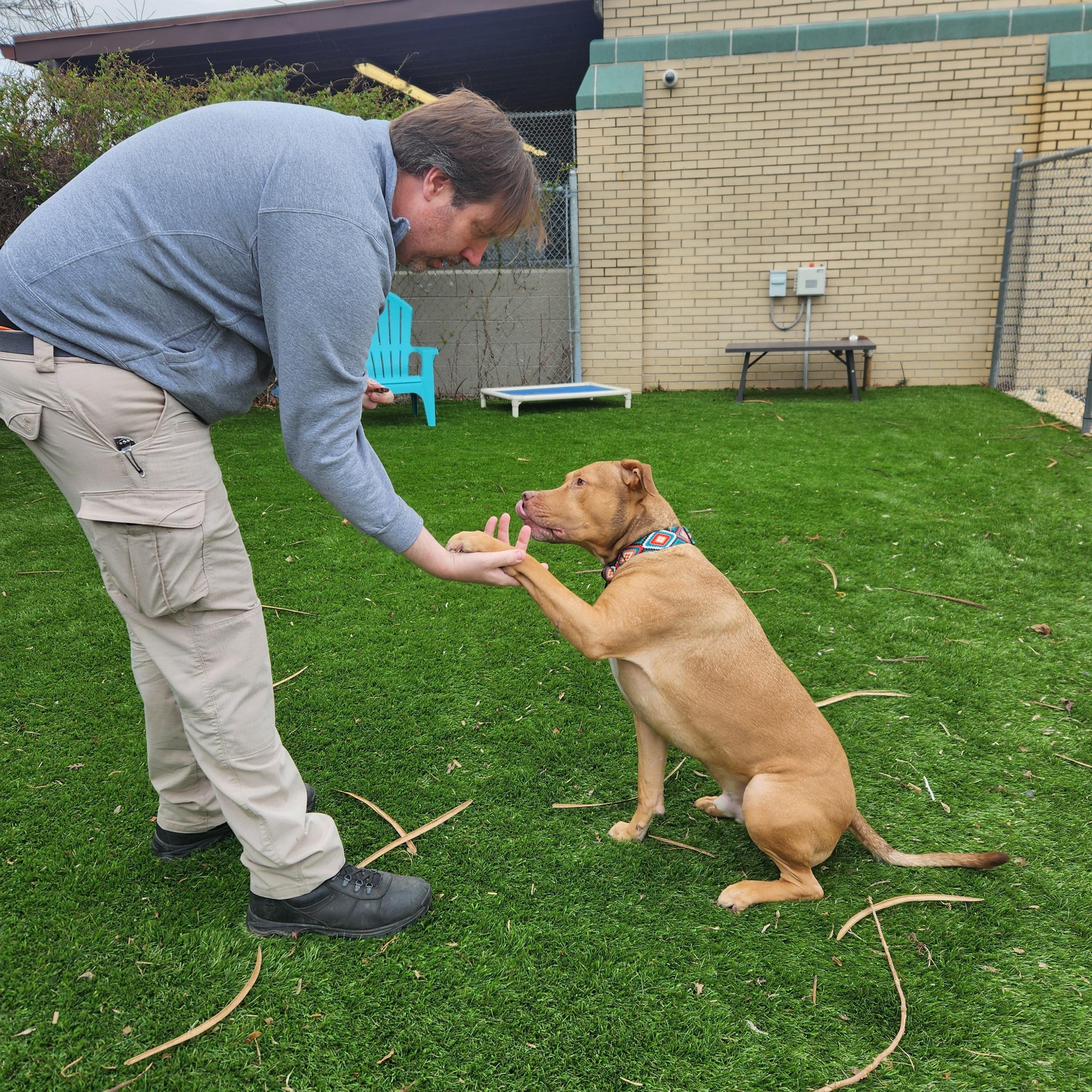 Enlarge Graham, a Adoptable mixed breed in Sewaren, NJ image 3/5