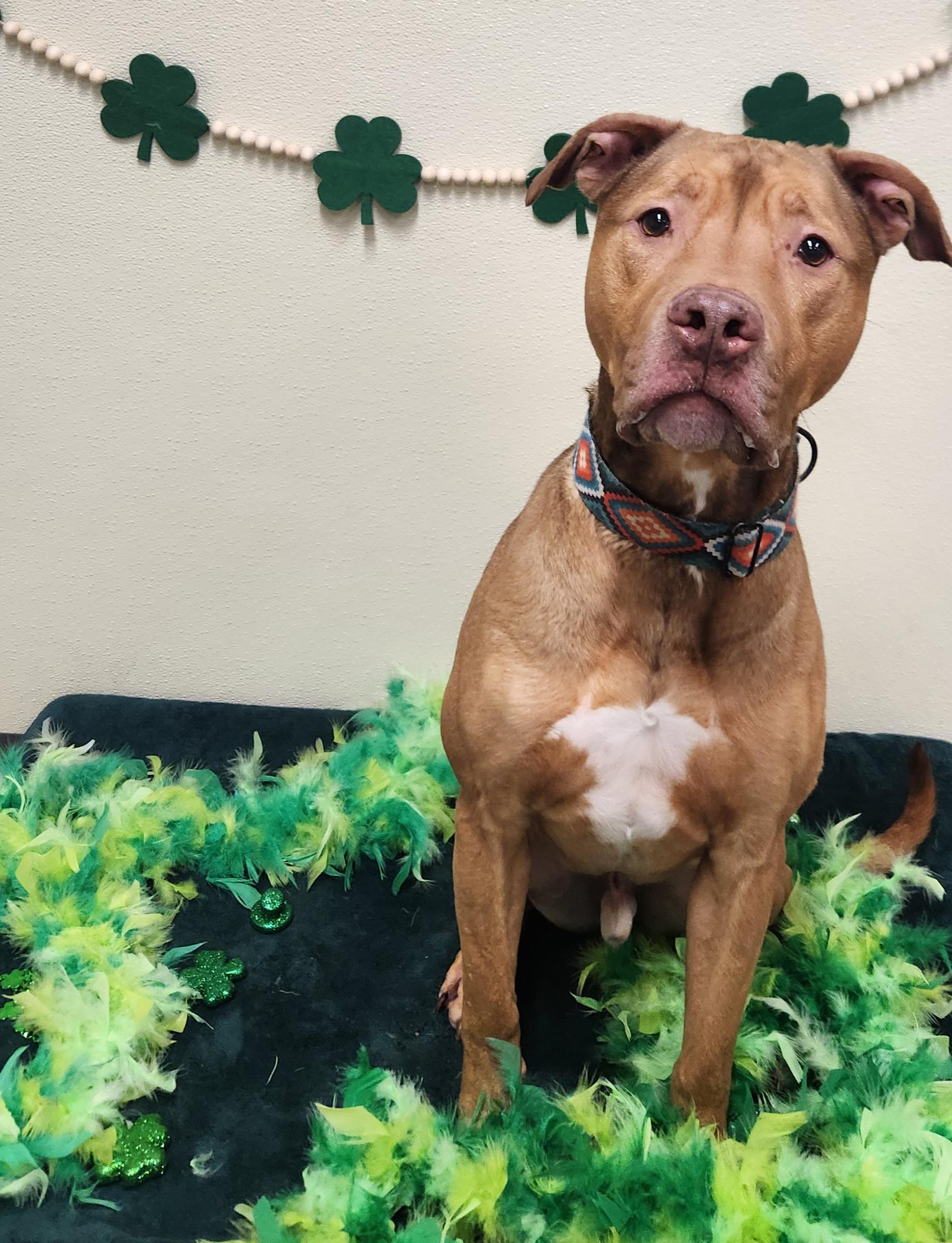 Enlarge Graham, a Adoptable mixed breed in Sewaren, NJ image 1/6