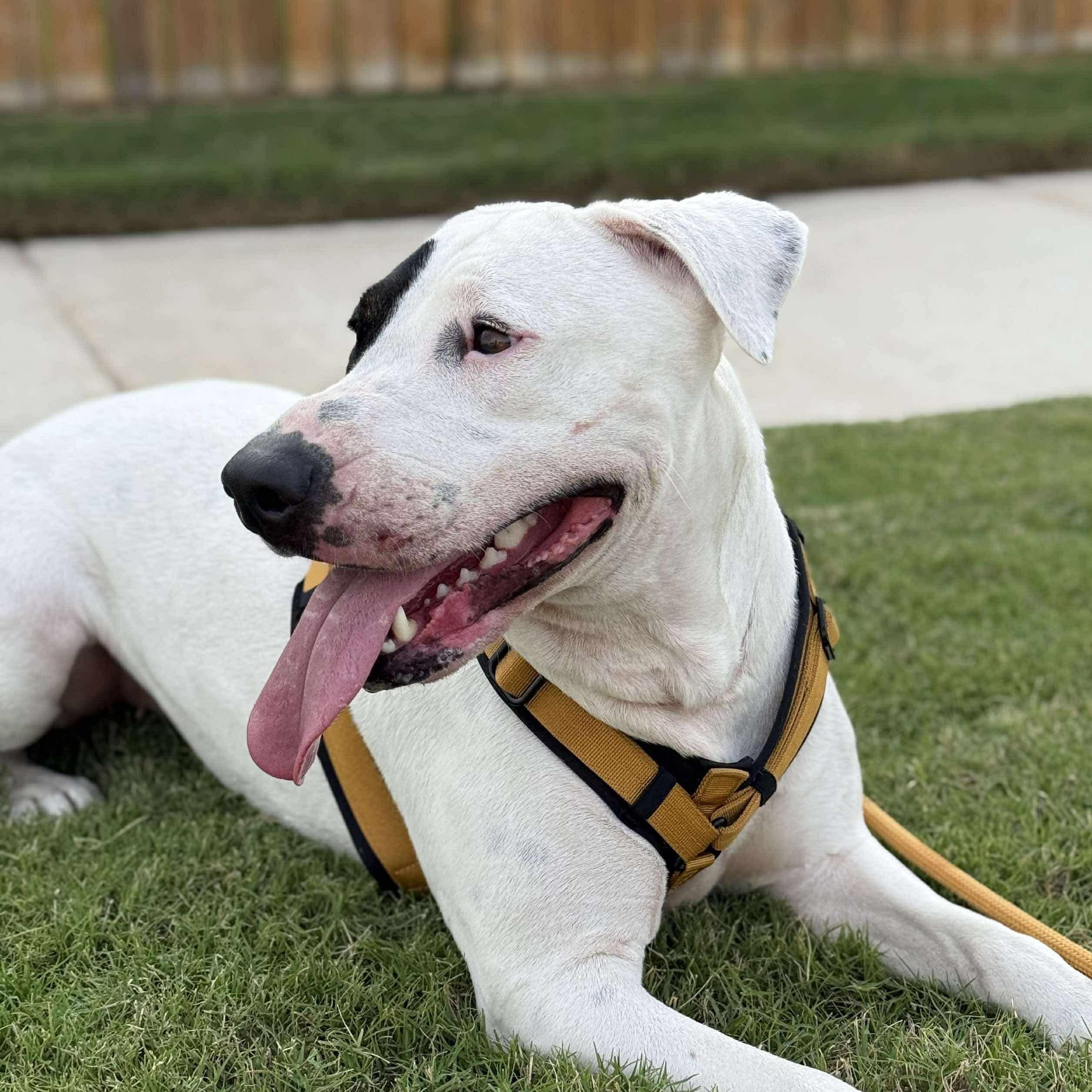 Enlarge Patch, a Adoptable mixed breed in Staunton, VA image 2/6