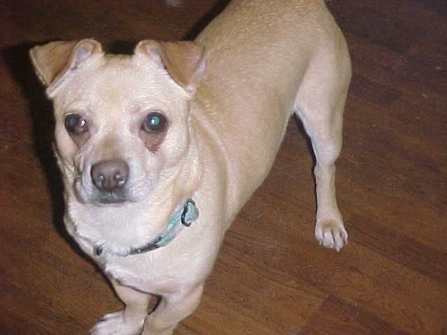 Charlie, a Adoptable mixed breed in Hendersonville, TN image 1/5