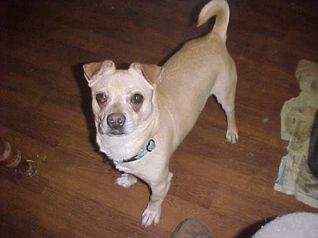 Charlie, a Adoptable mixed breed in Hendersonville, TN image 2/5