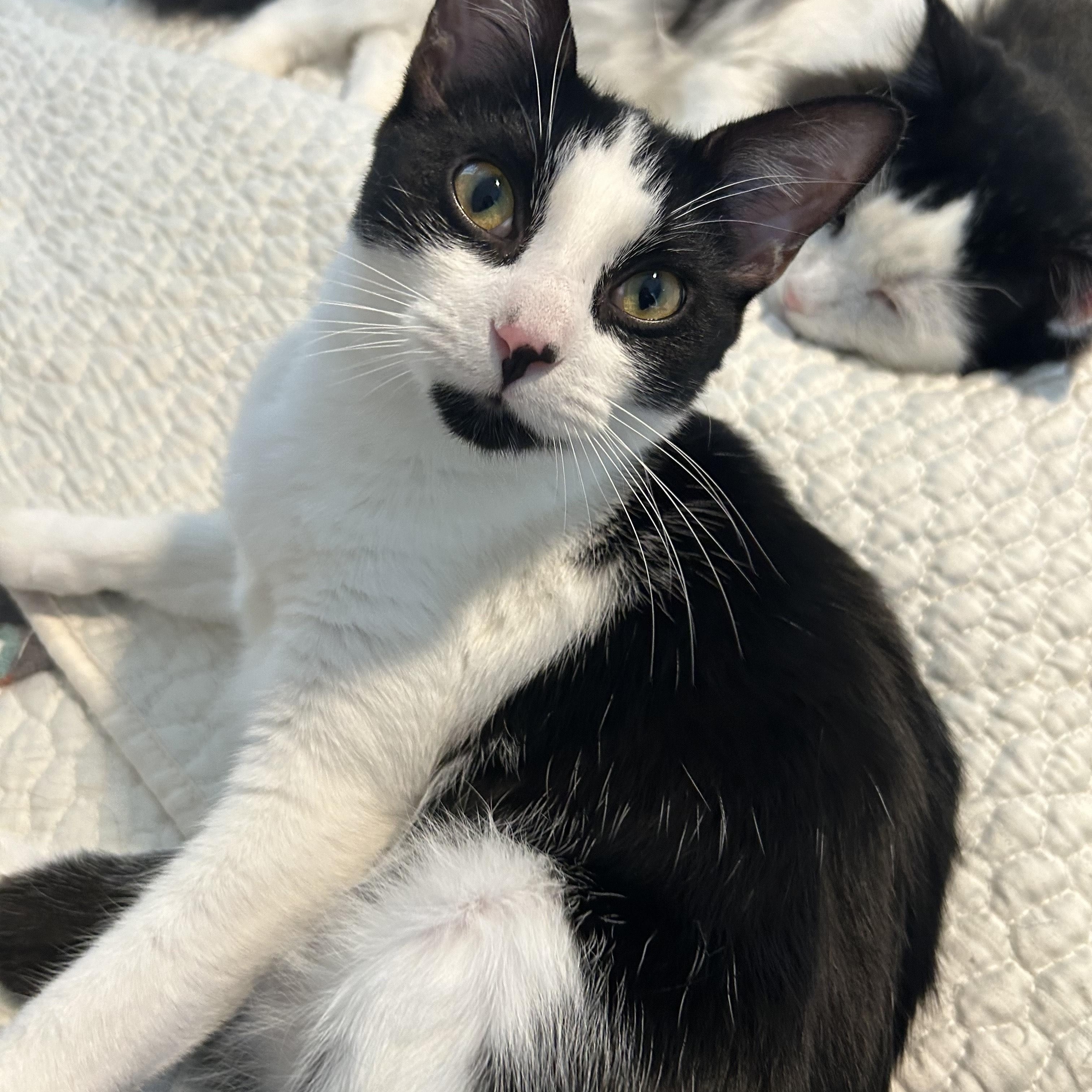 Enlarge Dottie, a Adoptable Domestic Short Hair in Hixson, TN image 2/6