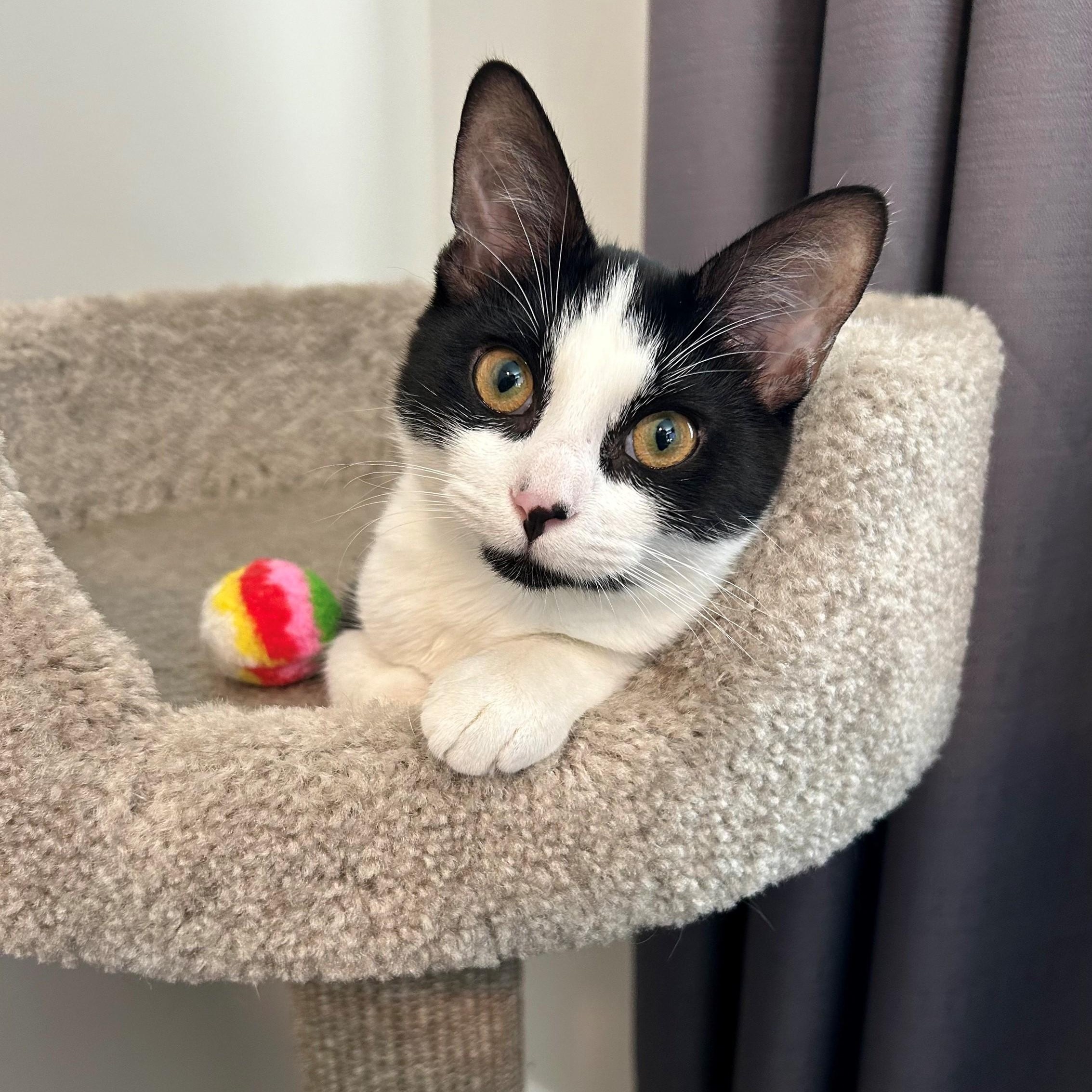 Enlarge Dottie, a Adoptable Domestic Short Hair in Hixson, TN image 1/6