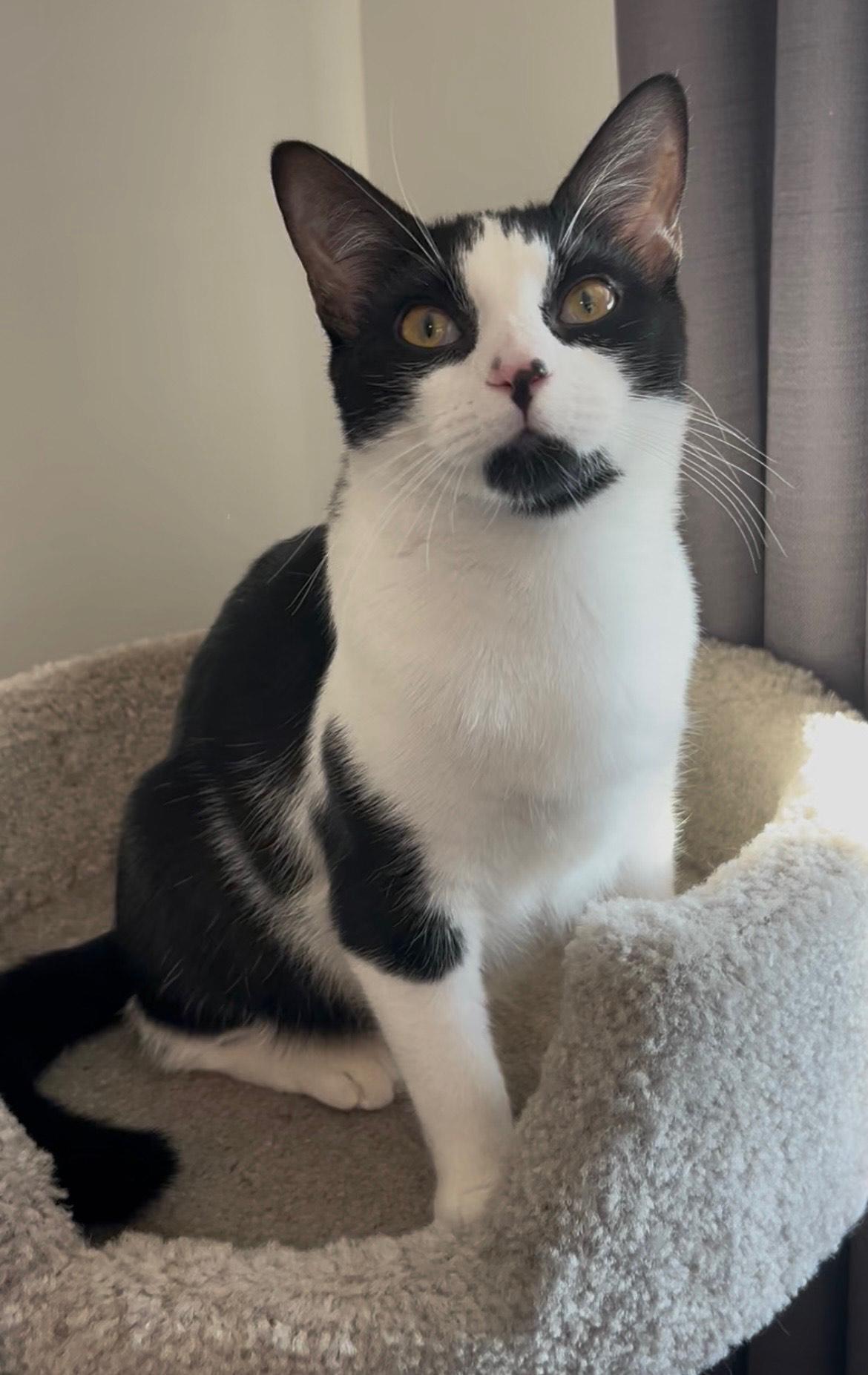 Enlarge Dottie, a Adoptable Domestic Short Hair in Hixson, TN image 6/6