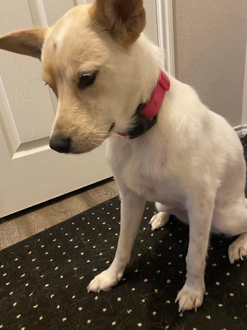 Enlarge Velma, a Adoptable mixed breed image 3/5