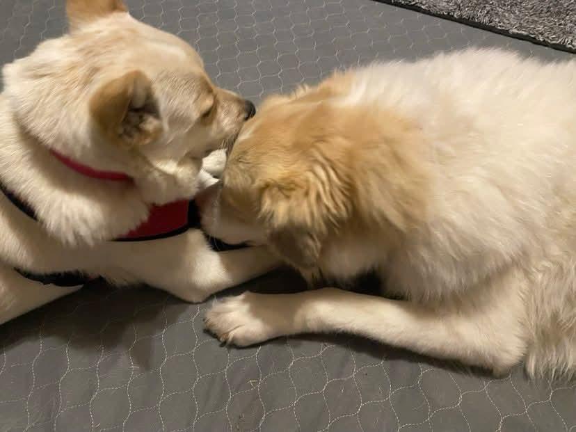 Enlarge Velma, a Adoptable mixed breed image 4/5