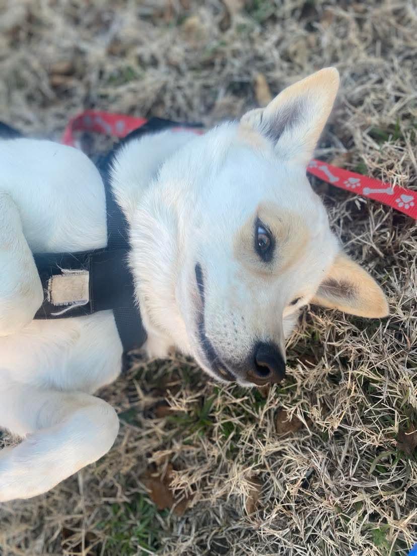 Enlarge Velma, a Adoptable mixed breed image 1/5