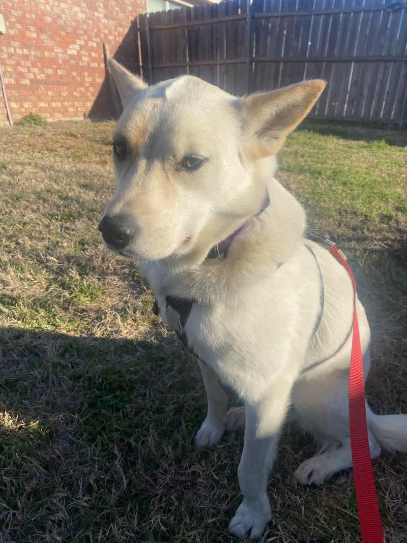 Enlarge Velma, a Adoptable mixed breed image 5/5