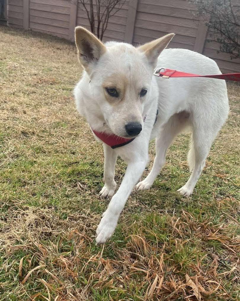 Enlarge Velma, a Adoptable mixed breed image 2/5