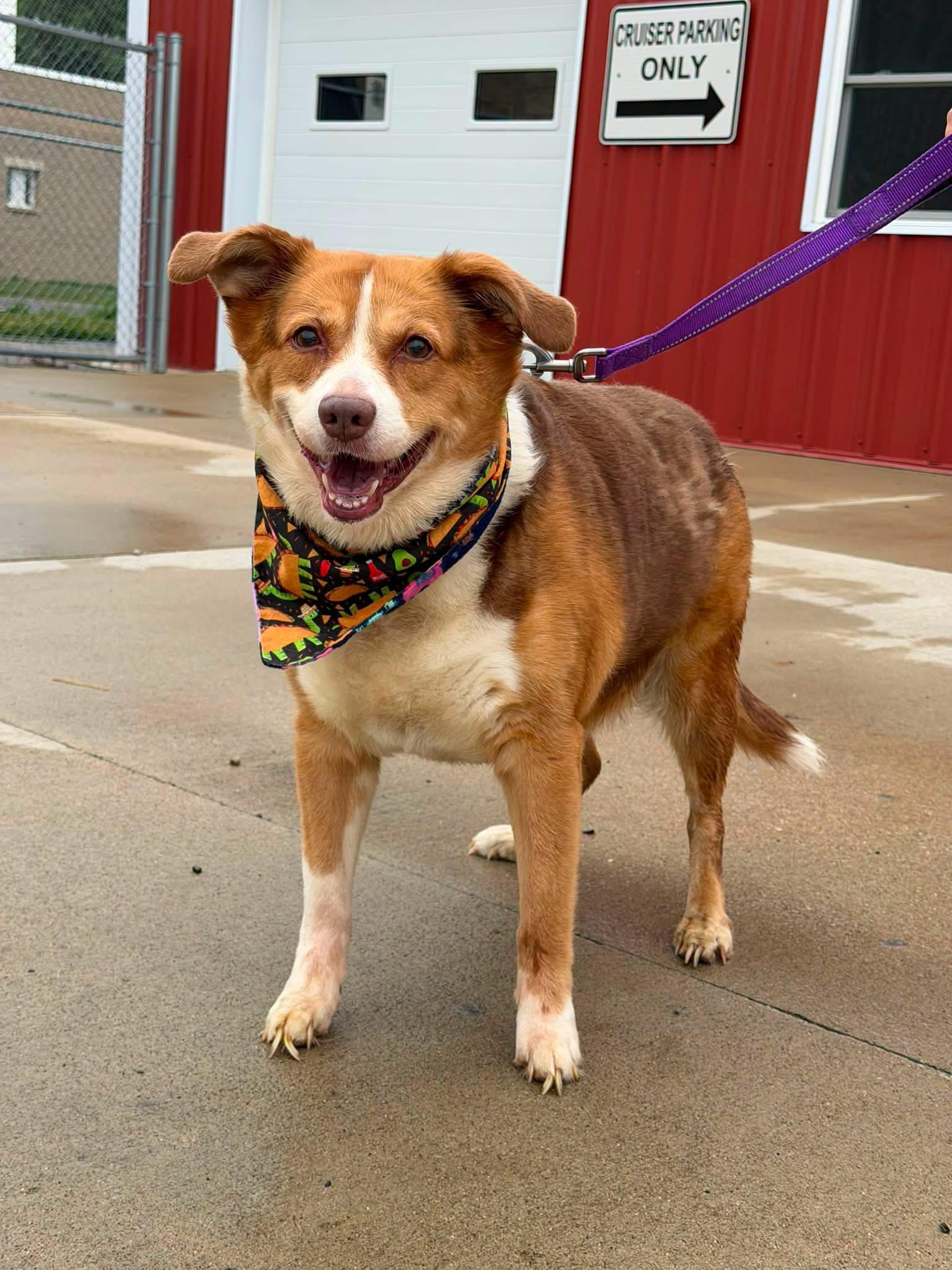 Mae, adopted, Senior Female Labrador Retriever.
