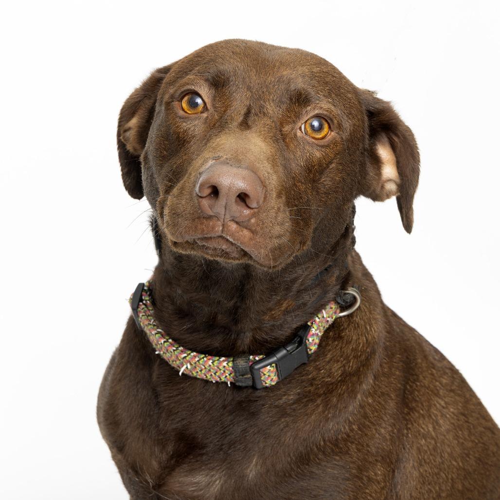 Enlarge Denver, a Adoptable Labrador Retriever in Franklin, TN image 1/2