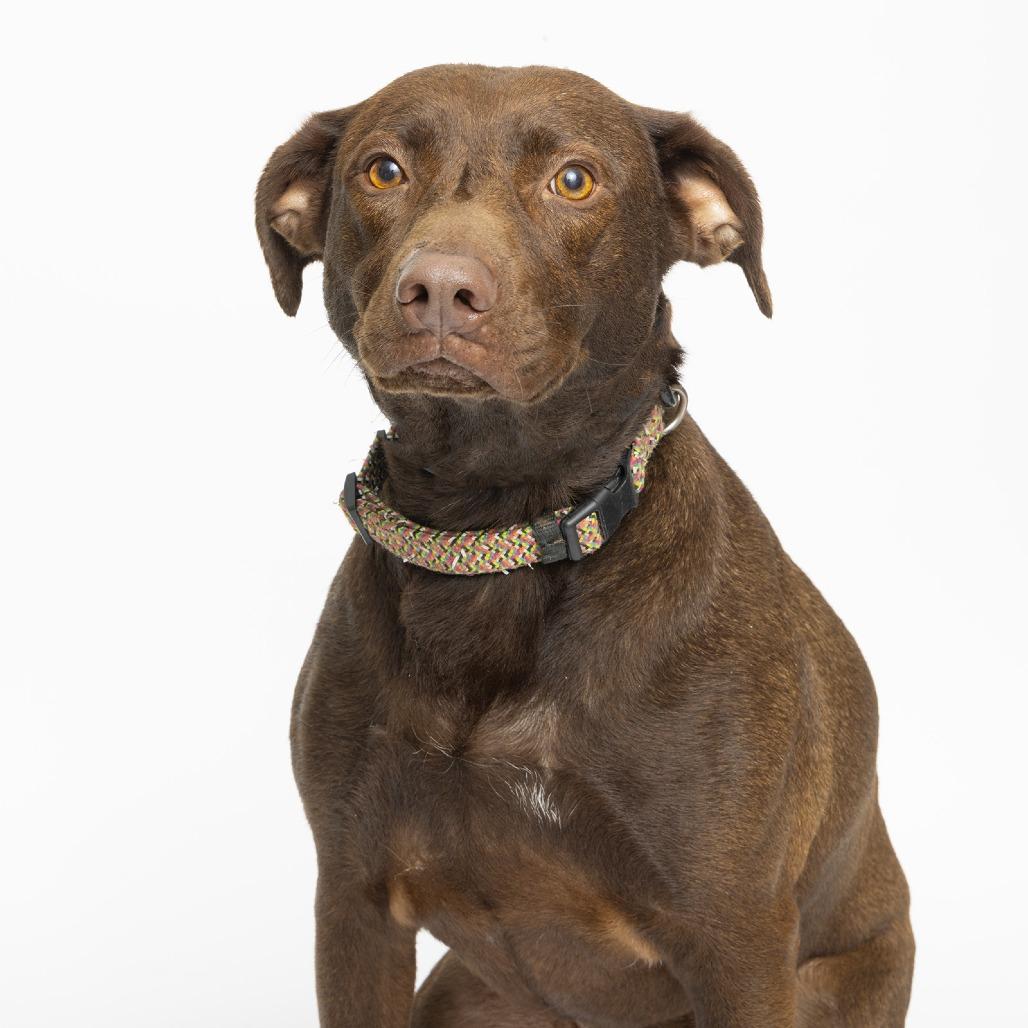 Enlarge Denver, a Adoptable Labrador Retriever in Franklin, TN image 2/2