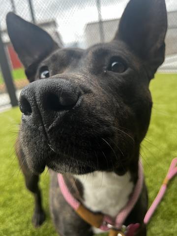 Enlarge Amy, a Adoptable mixed breed in Atlanta, GA image 2/3