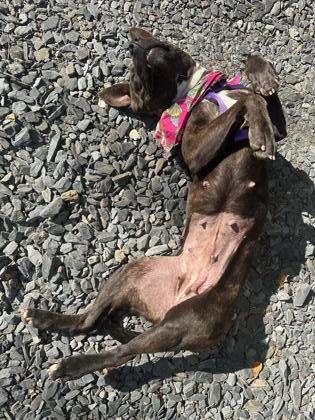 Amy, a Adoptable mixed breed in Atlanta, GA image 3/3