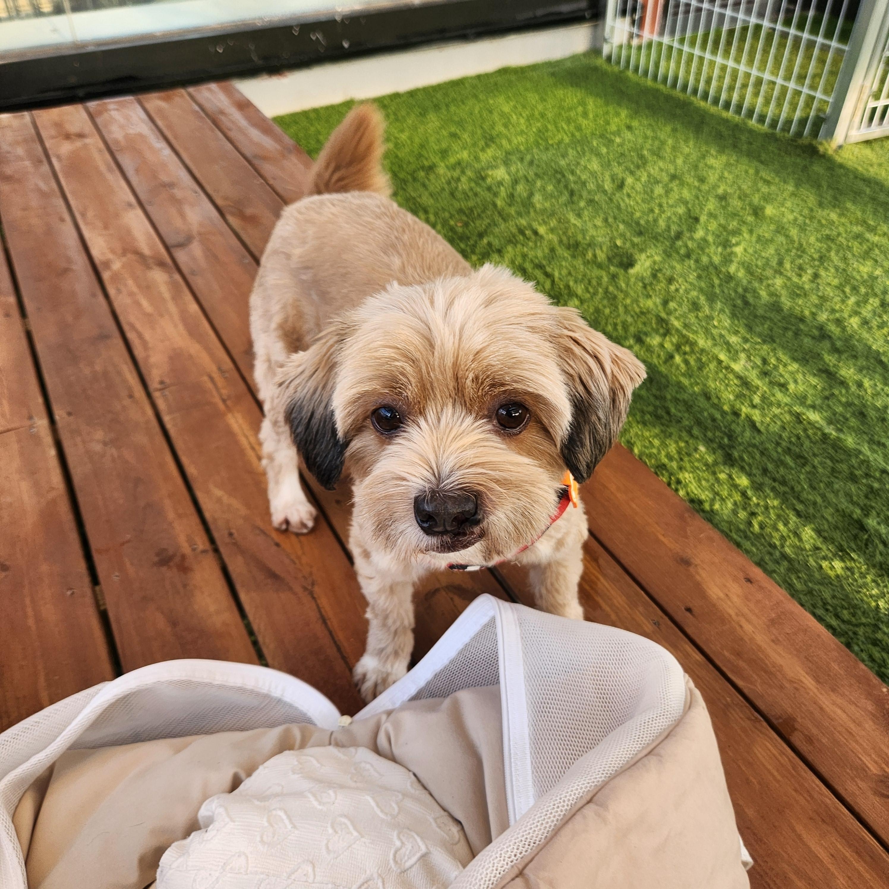 Enlarge Cola, an adopted mixed breed in Duluth, GA image 1/5