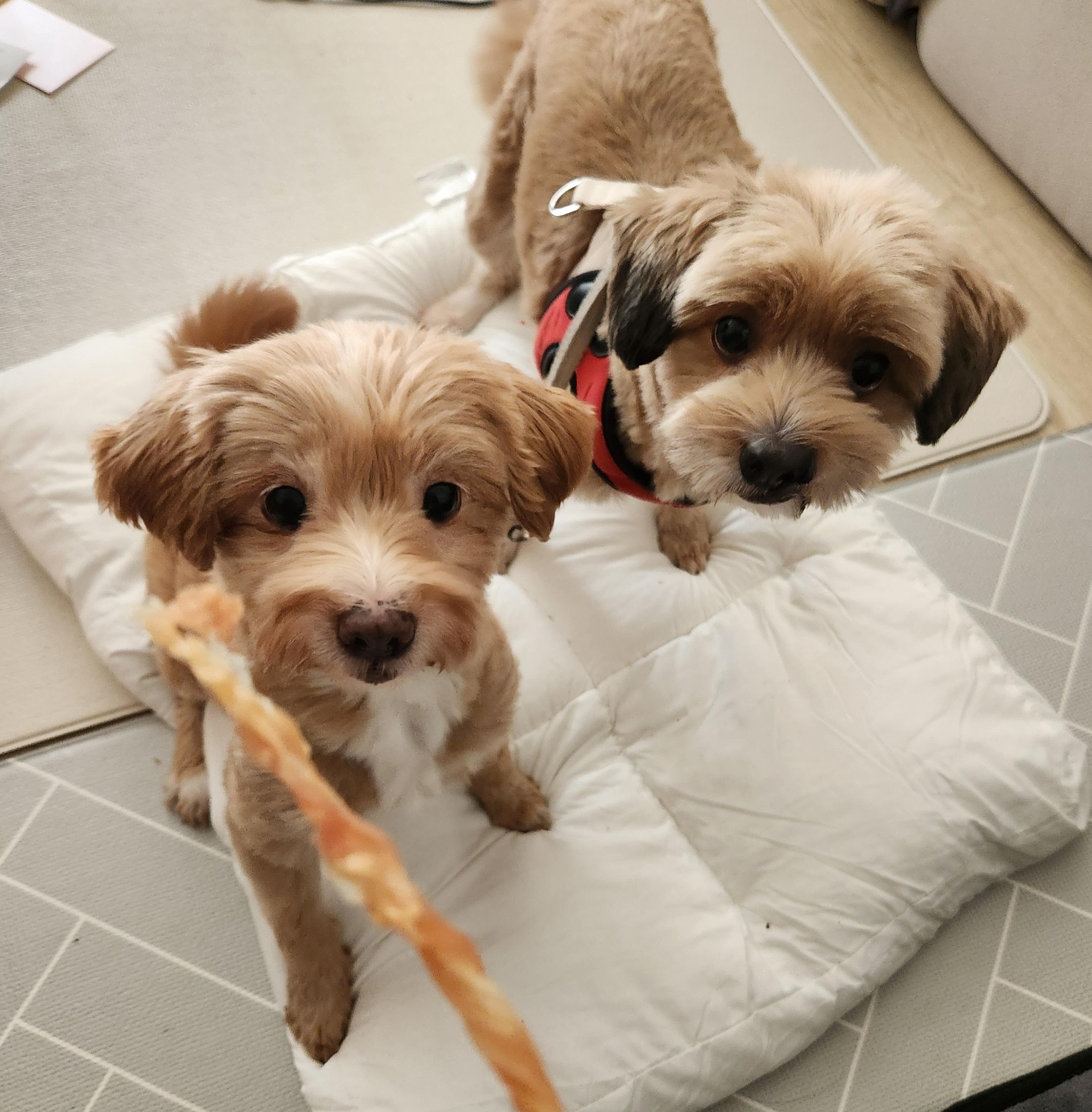 Enlarge Cola, an adopted mixed breed in Duluth, GA image 2/5